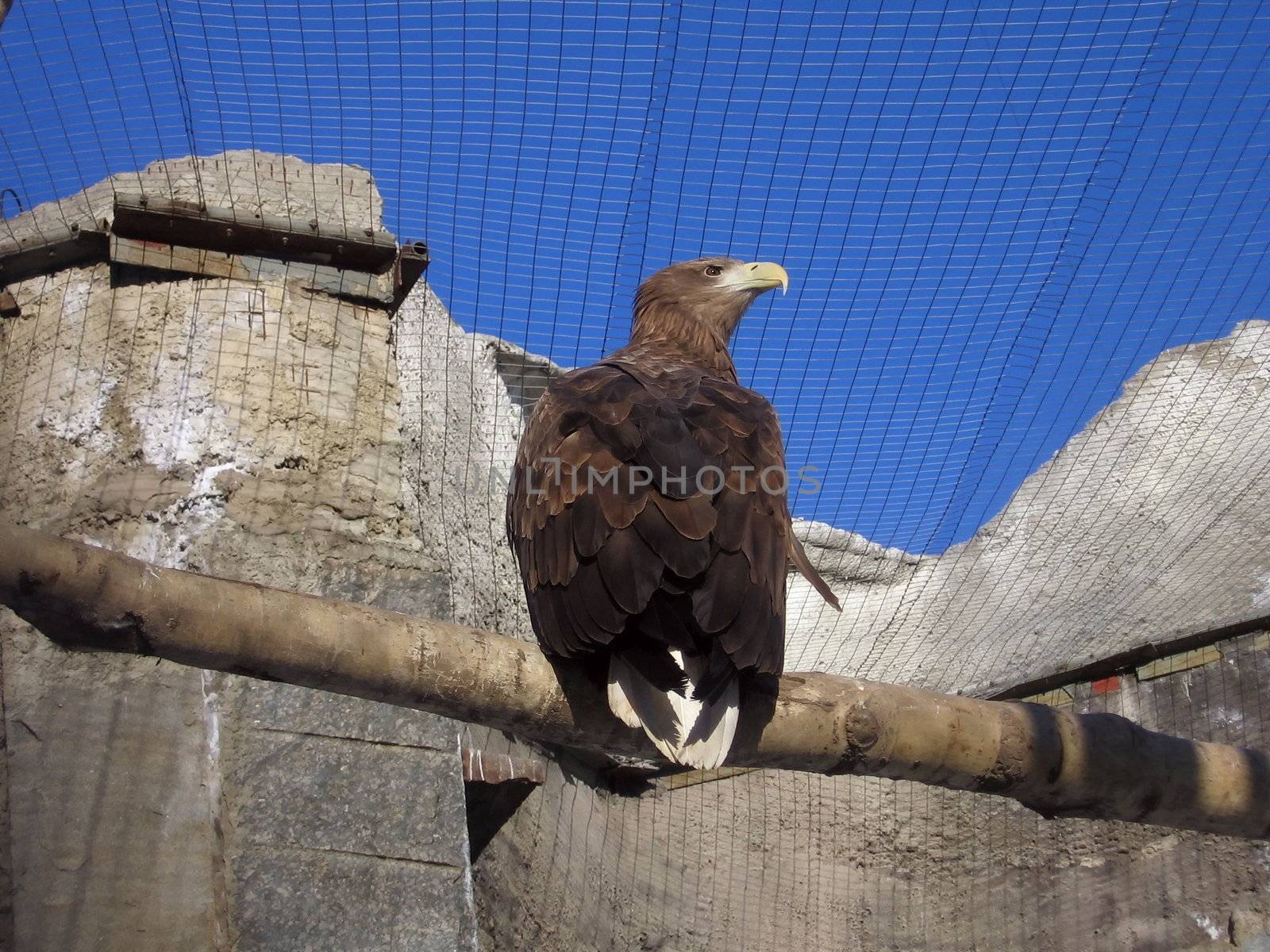 Strong steppe eagle sits on a log in Moscow zoo