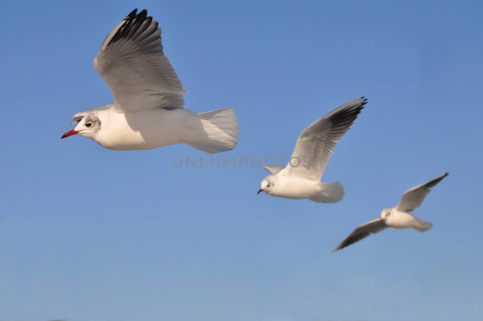Three seagulls flying with a clear blue sky as background.