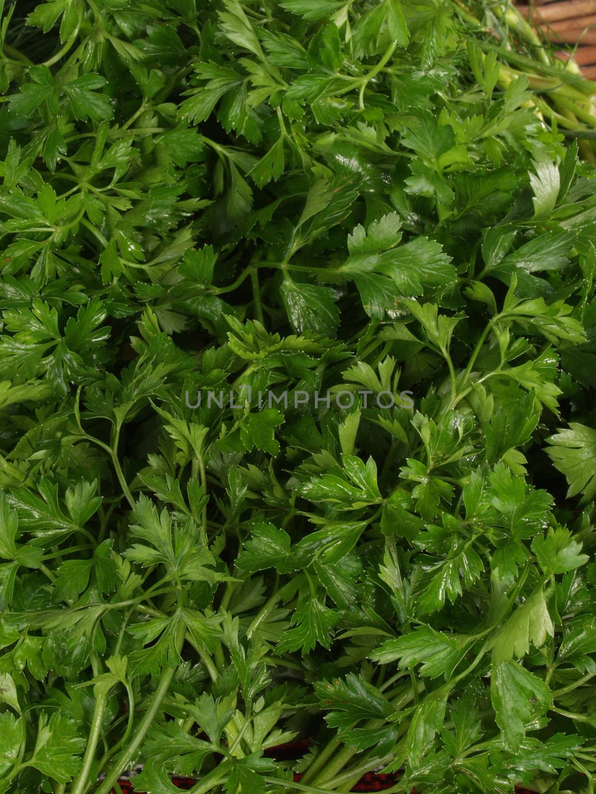background from the stems of parsley