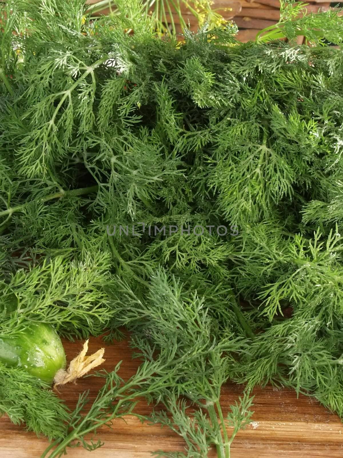 background from the stems of dill   