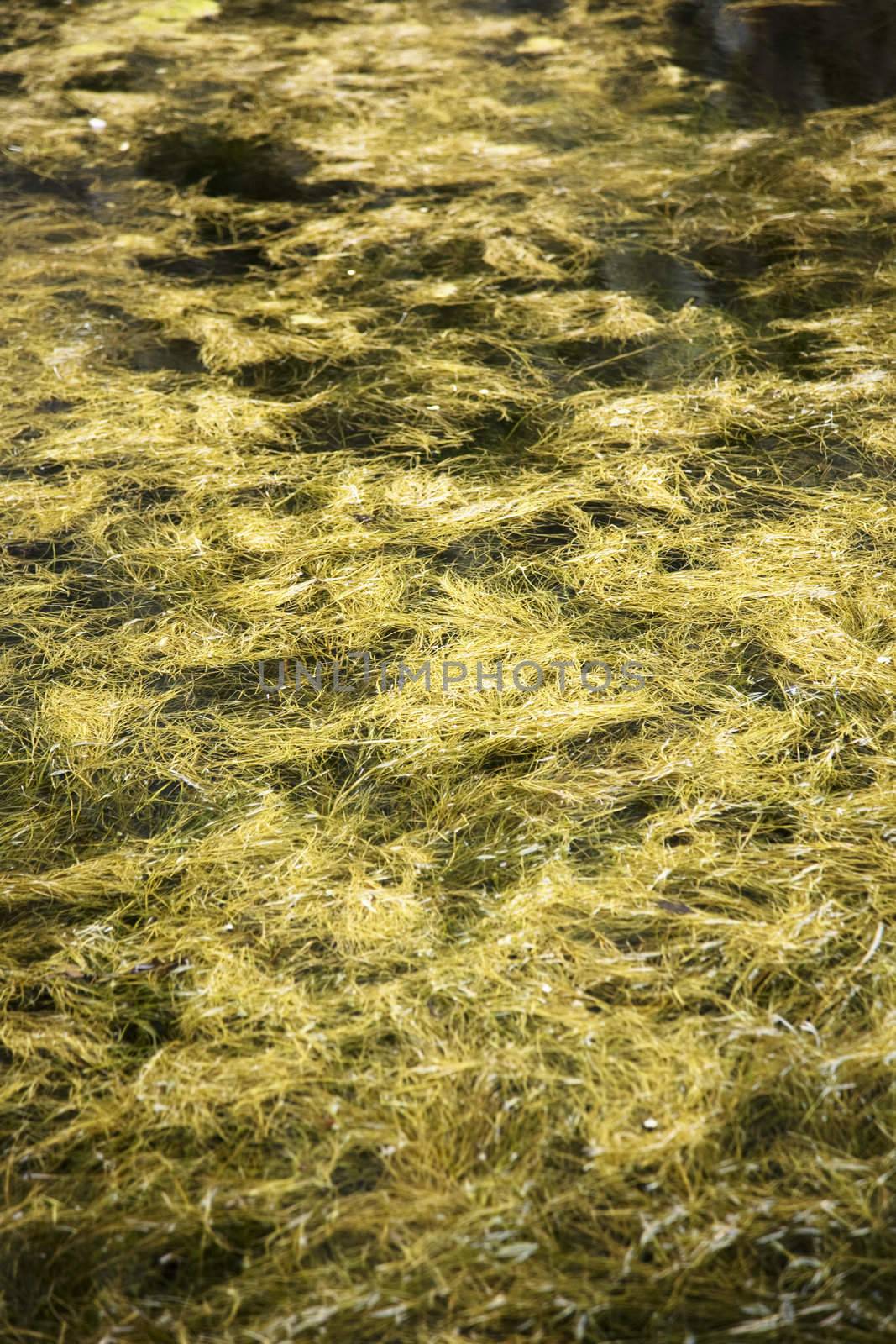 yellow algas on a lake in saragossa aragon spain