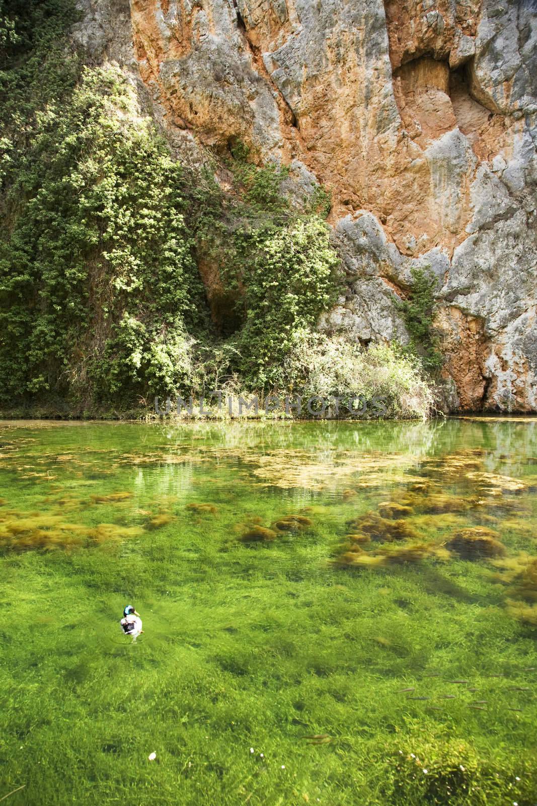lonely duck swimming at a green lake in a natural park in saragossa spain