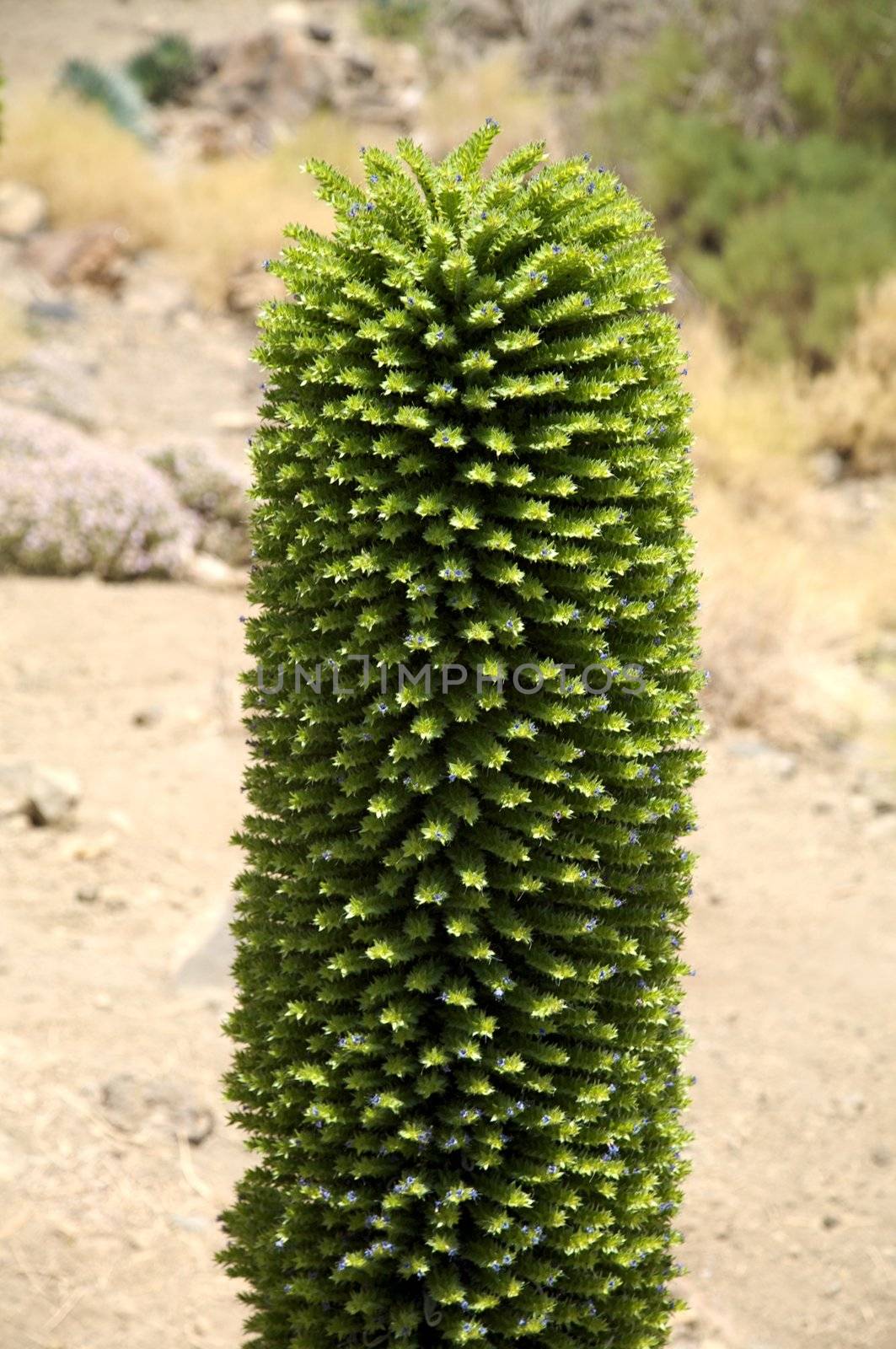 typical green plant near teide volcano at tenerife island spain