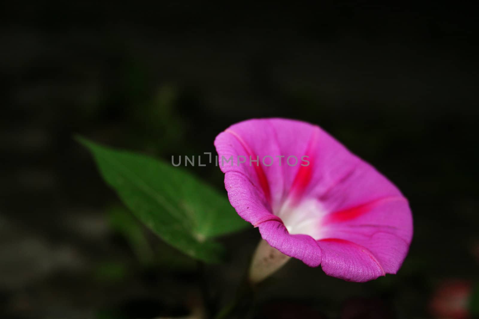Morning glory by timscottrom