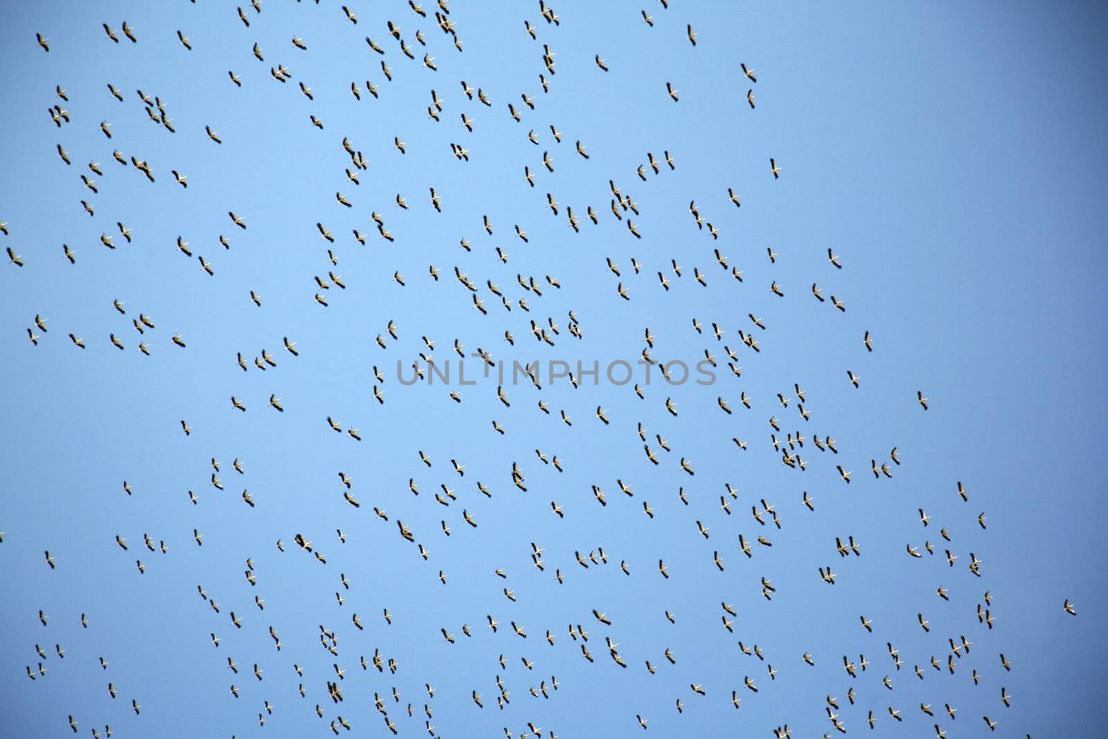 big group of birds in the sky