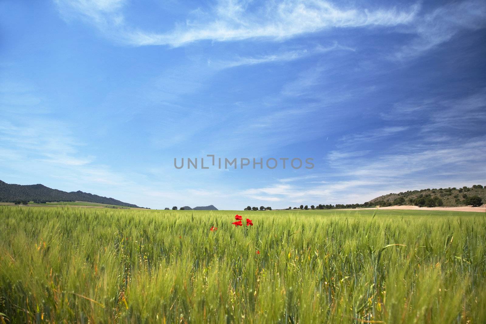 green landscape with red poppies in spain