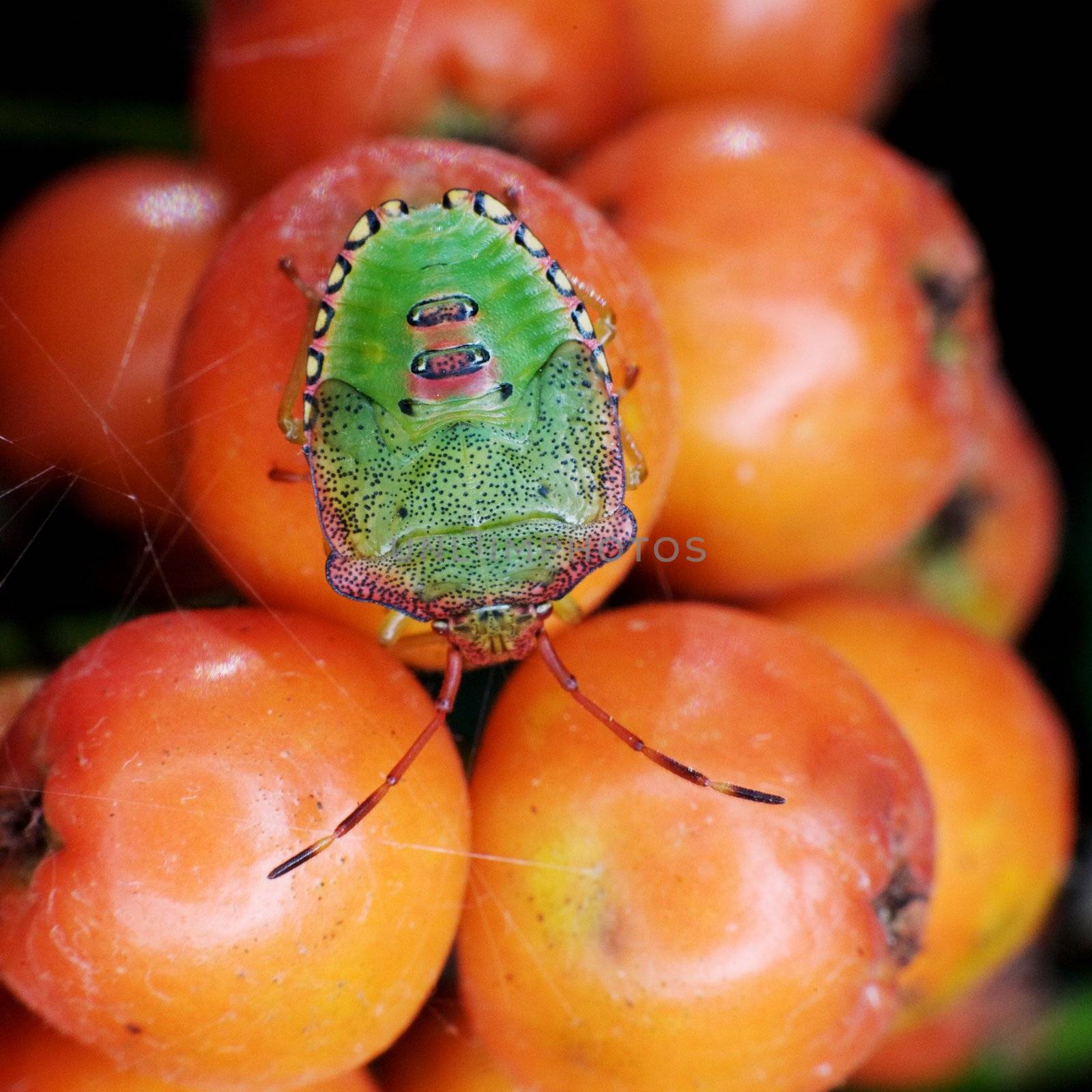 Green bug sitting on mountain ash berries by pzaxe