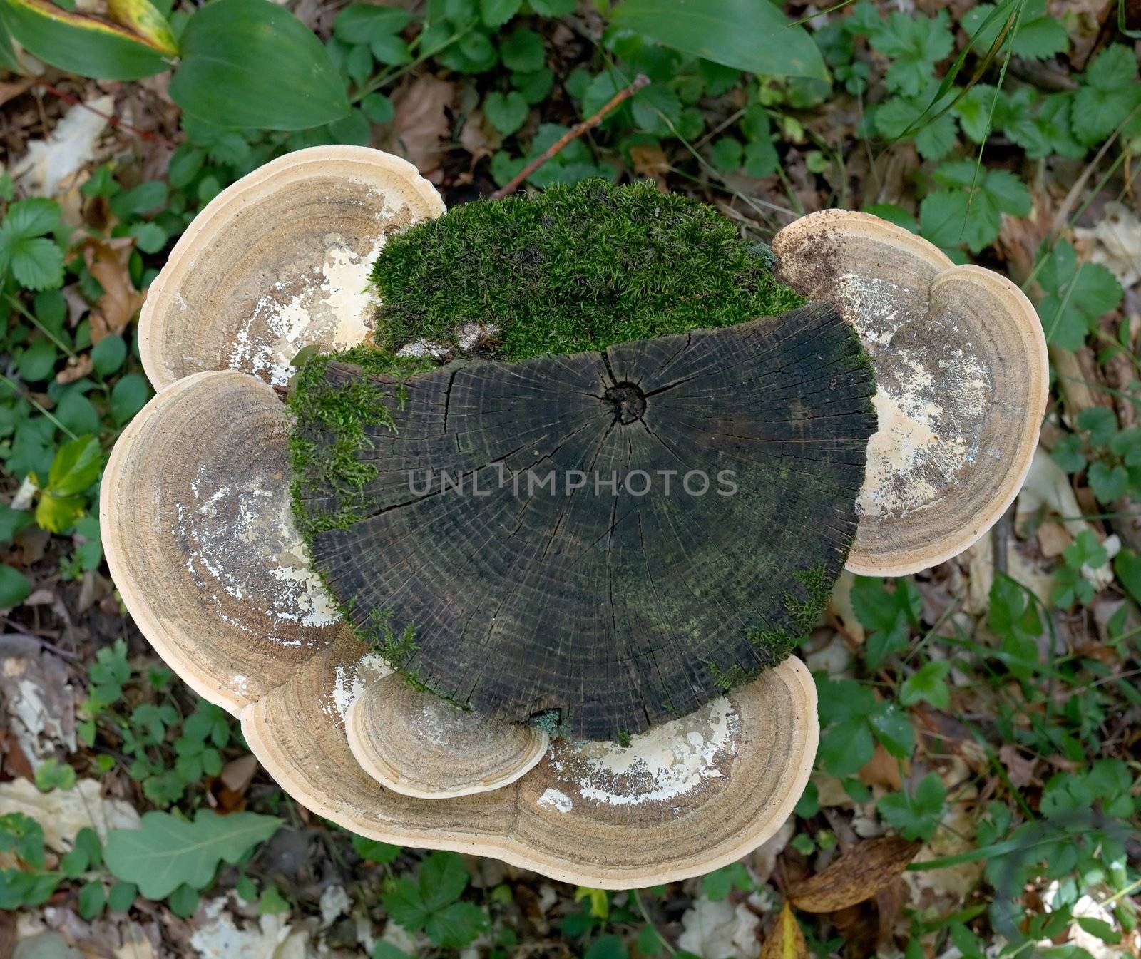 Old rotten stub covered with mushrooms and a moss