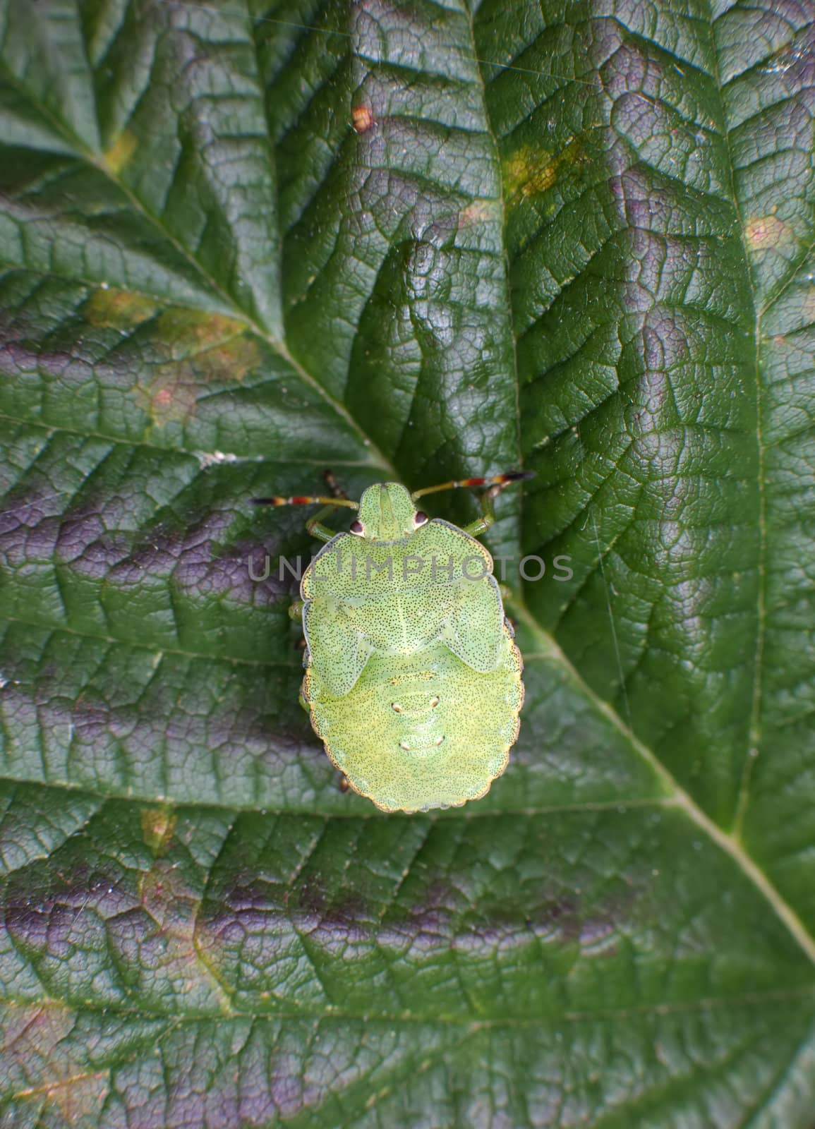 Green young wood bug on green leaf of a plant