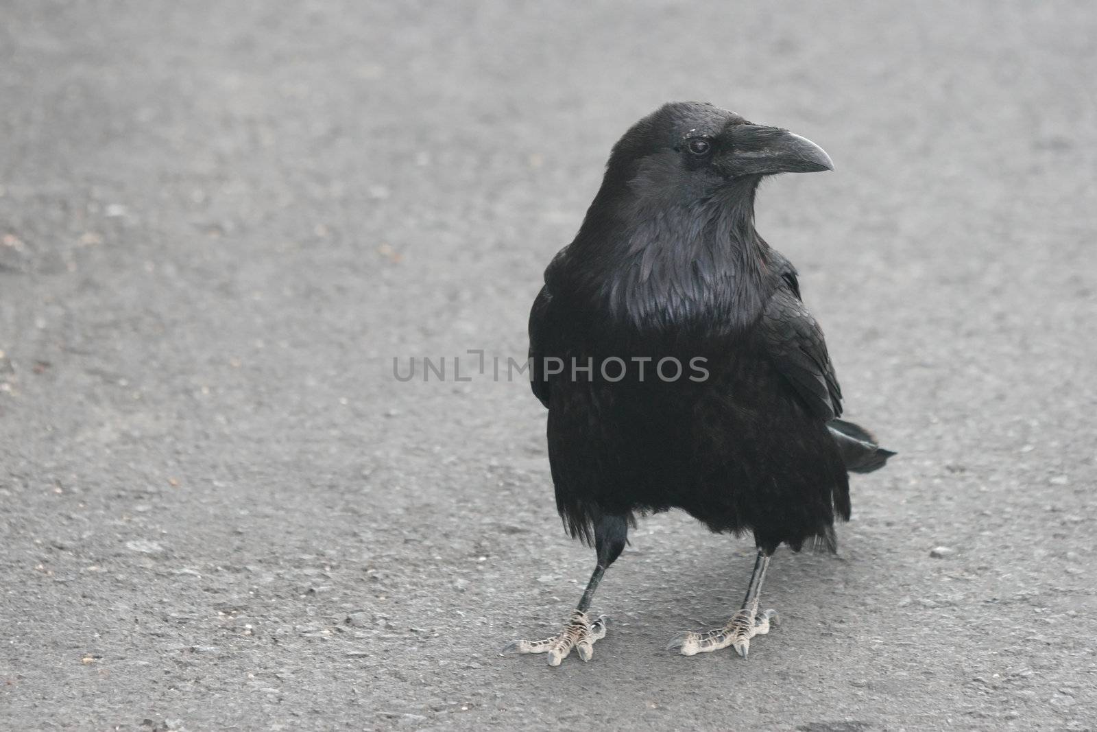 Image of a crow or raven with copy space