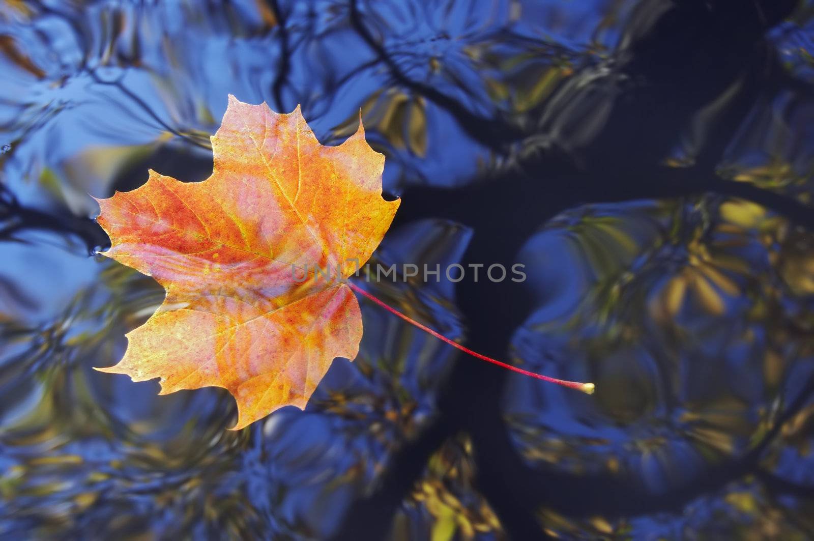 Shot of the autumn maple leaf on the water surface