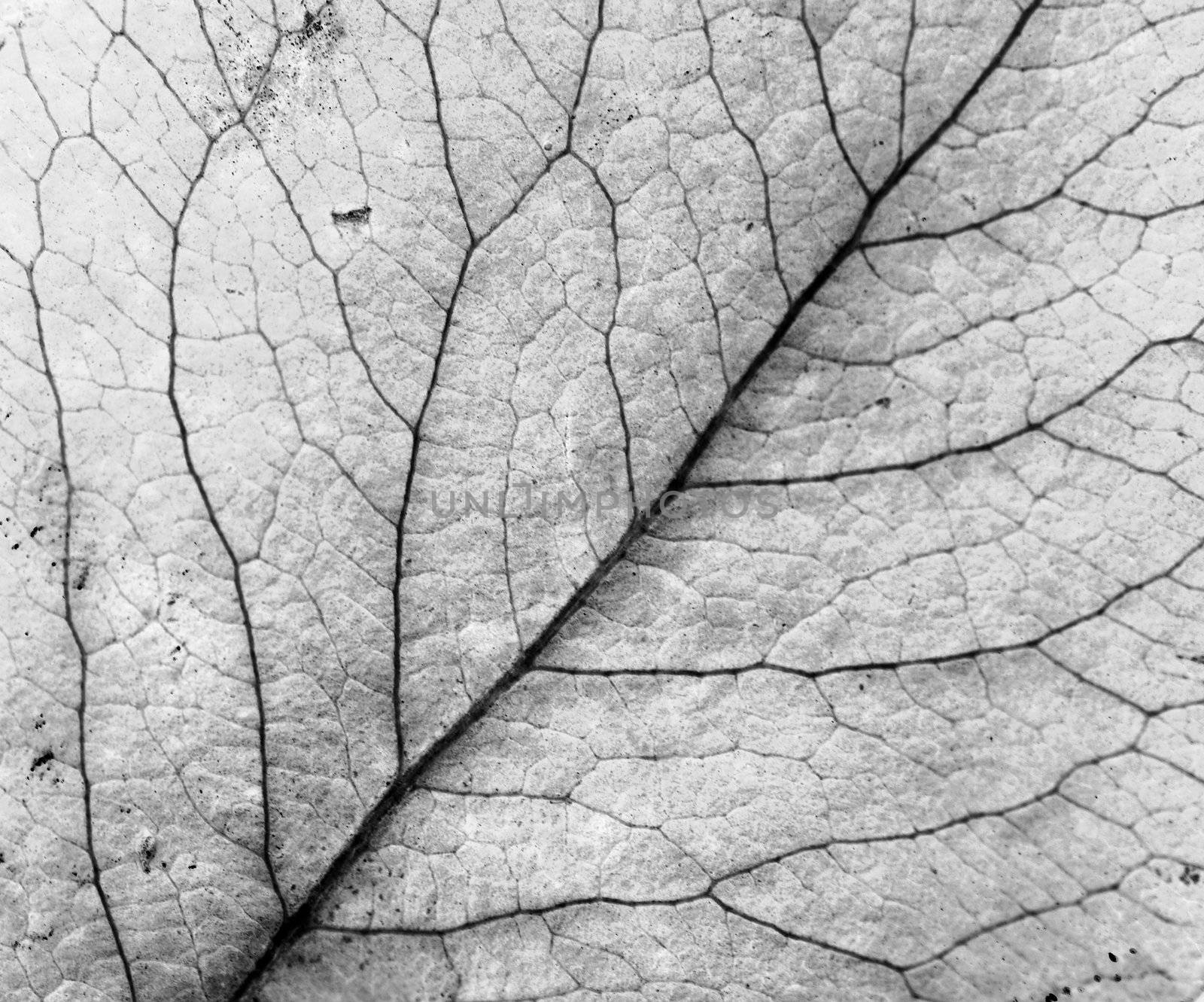 Detail (close-up) of an autumn leaf