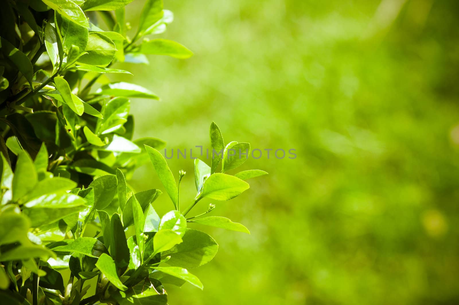 Lighted green leafs of the tree (shallow focus)