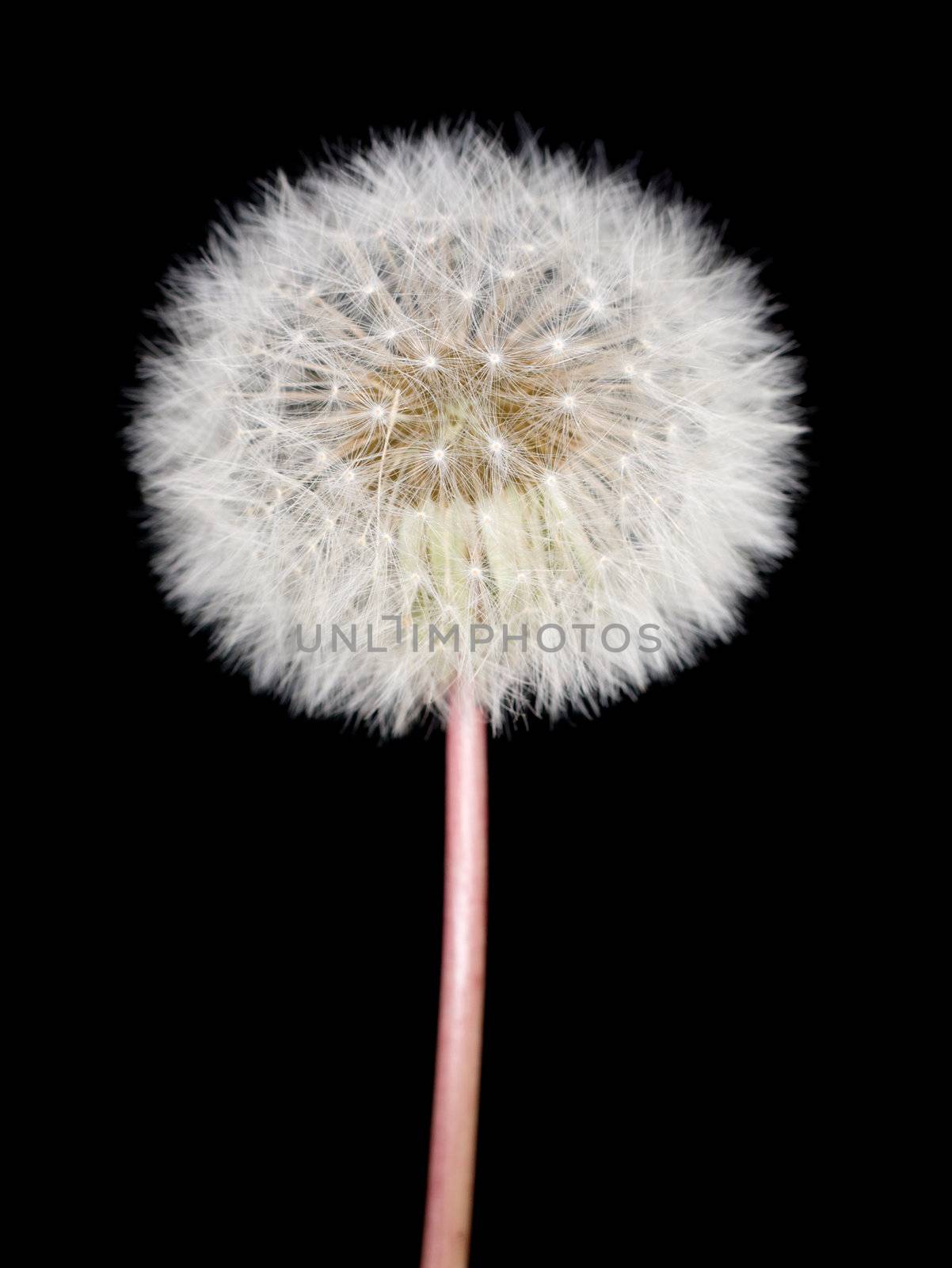 Fluffy dandelion on the dark background