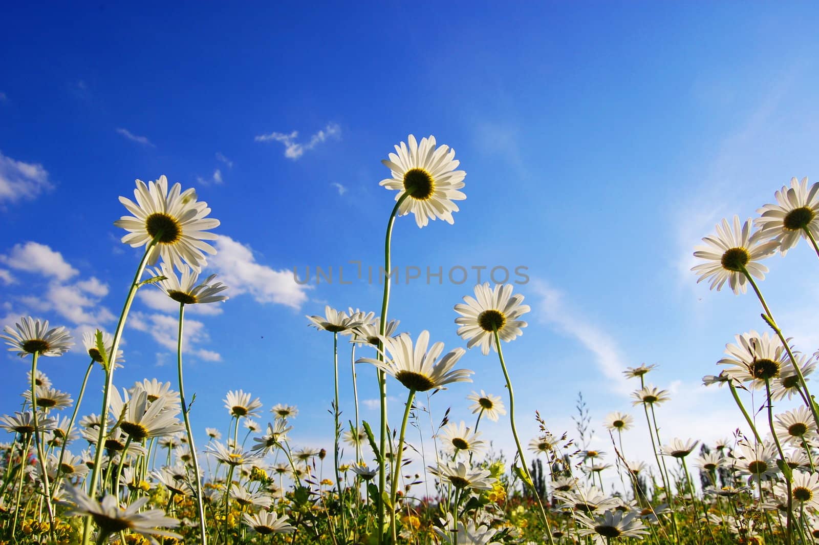 daisy flower in summer with blue sky