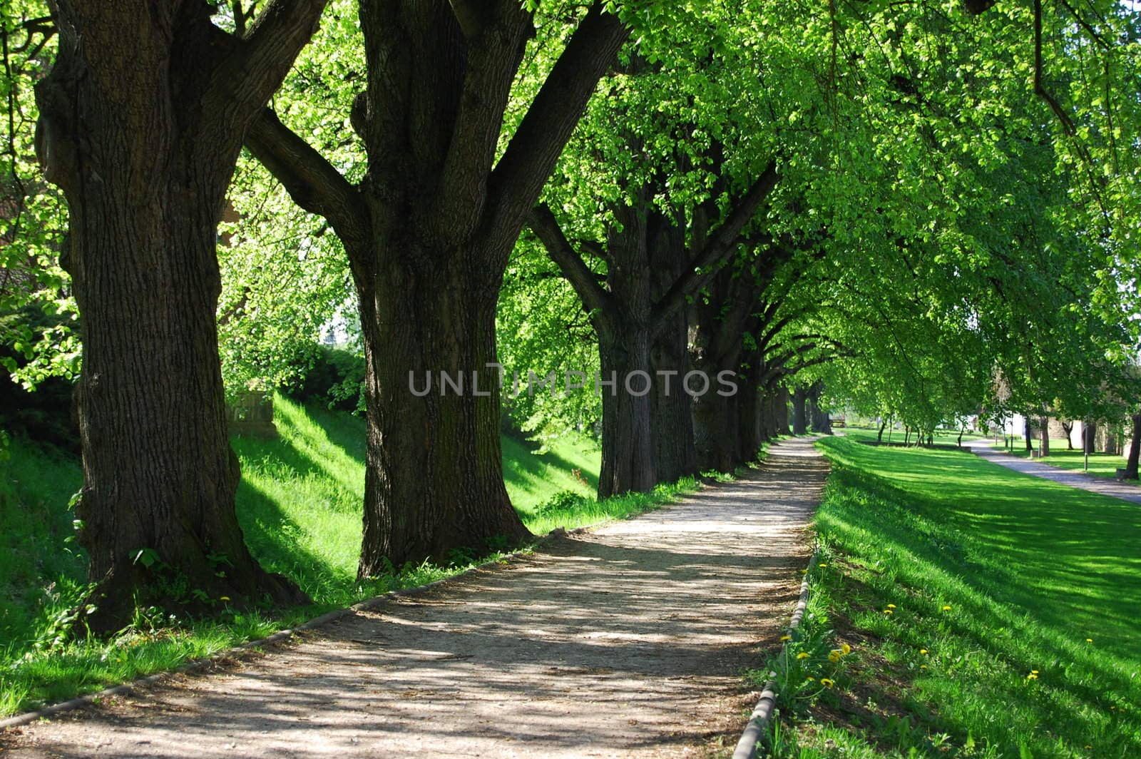 summer tree alley by gunnar3000