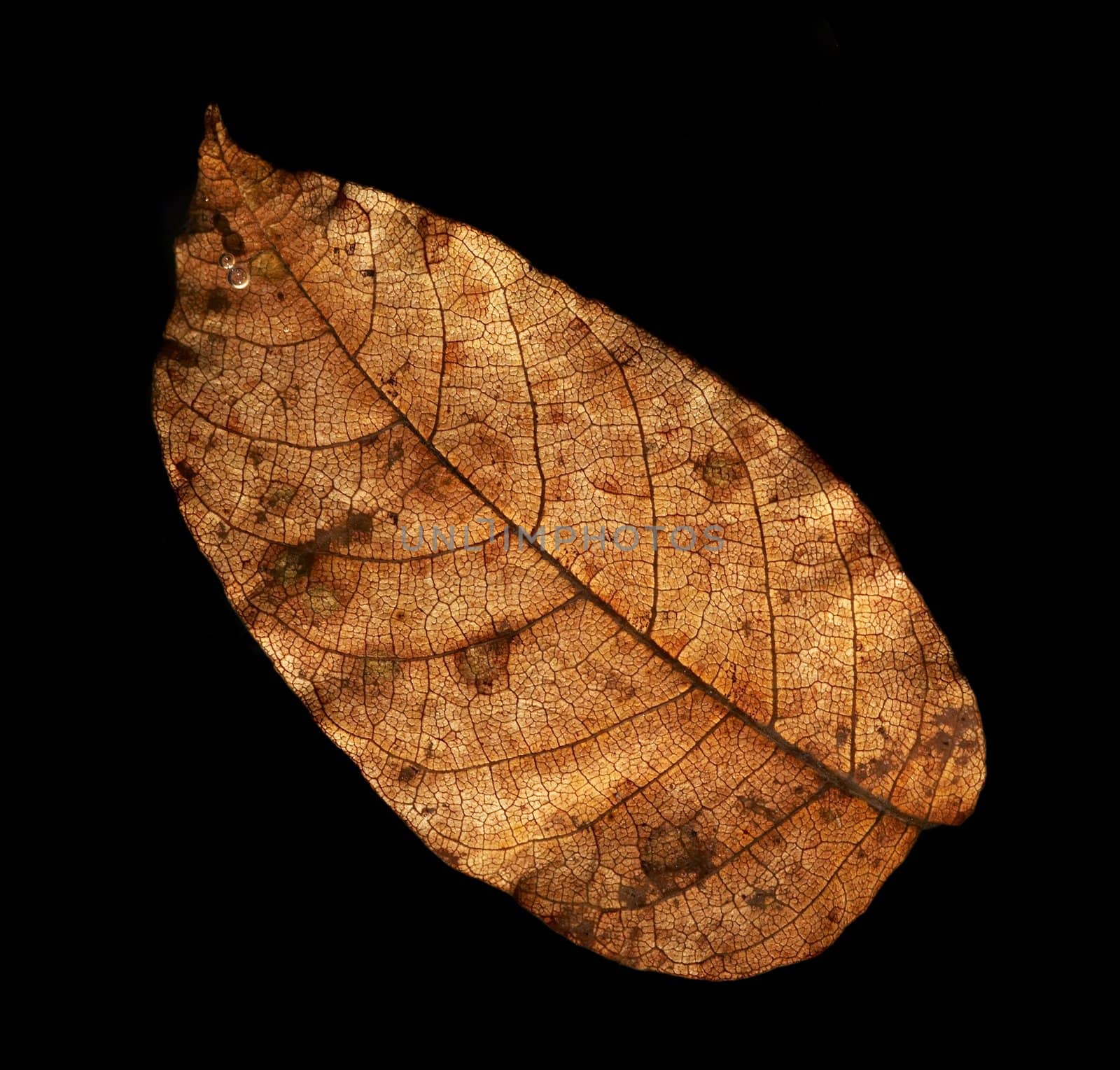 Detail (close-up) of an autumn leaf