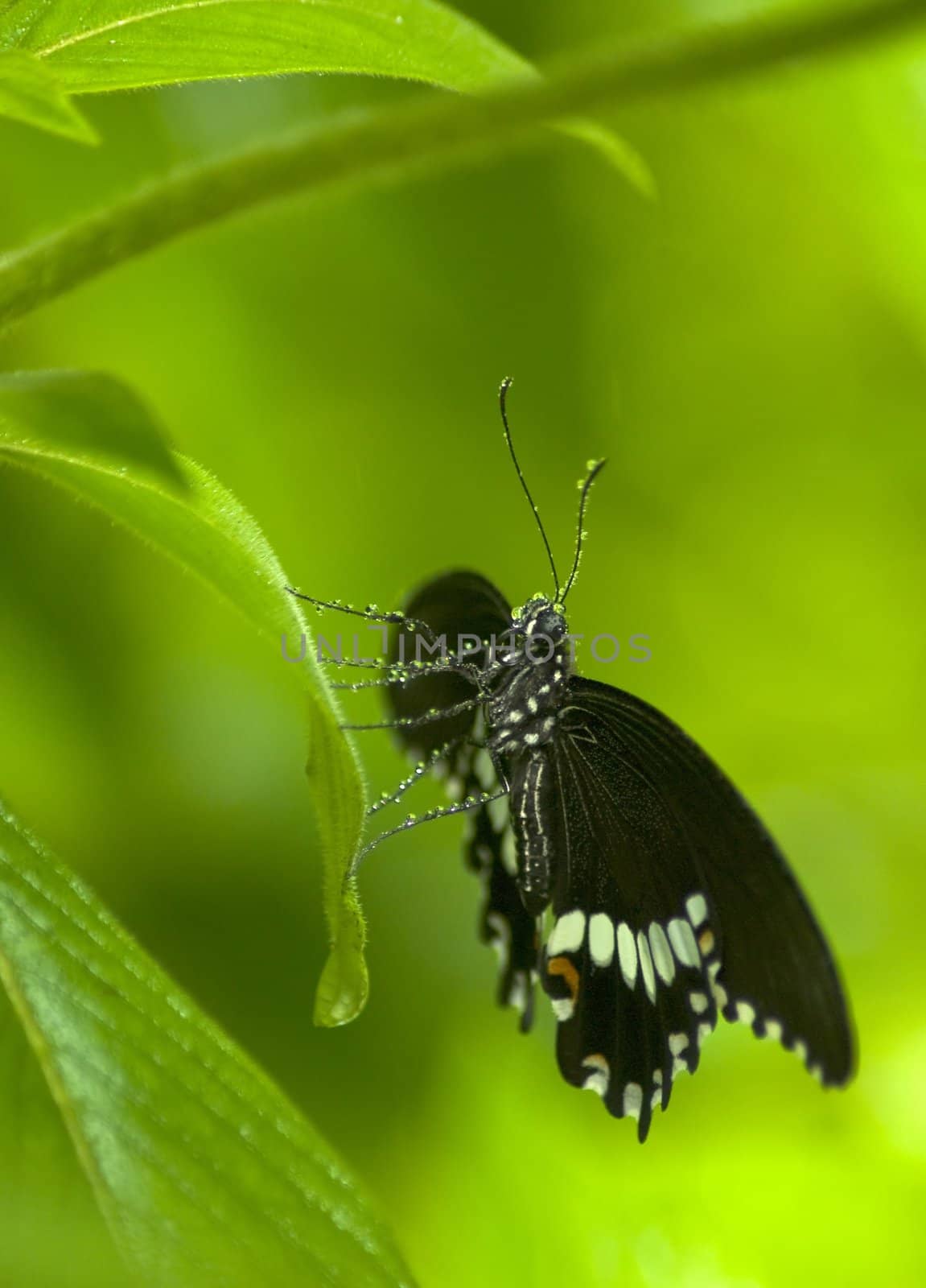 Black and white butterfly covered in droplets by HeinSchlebusch