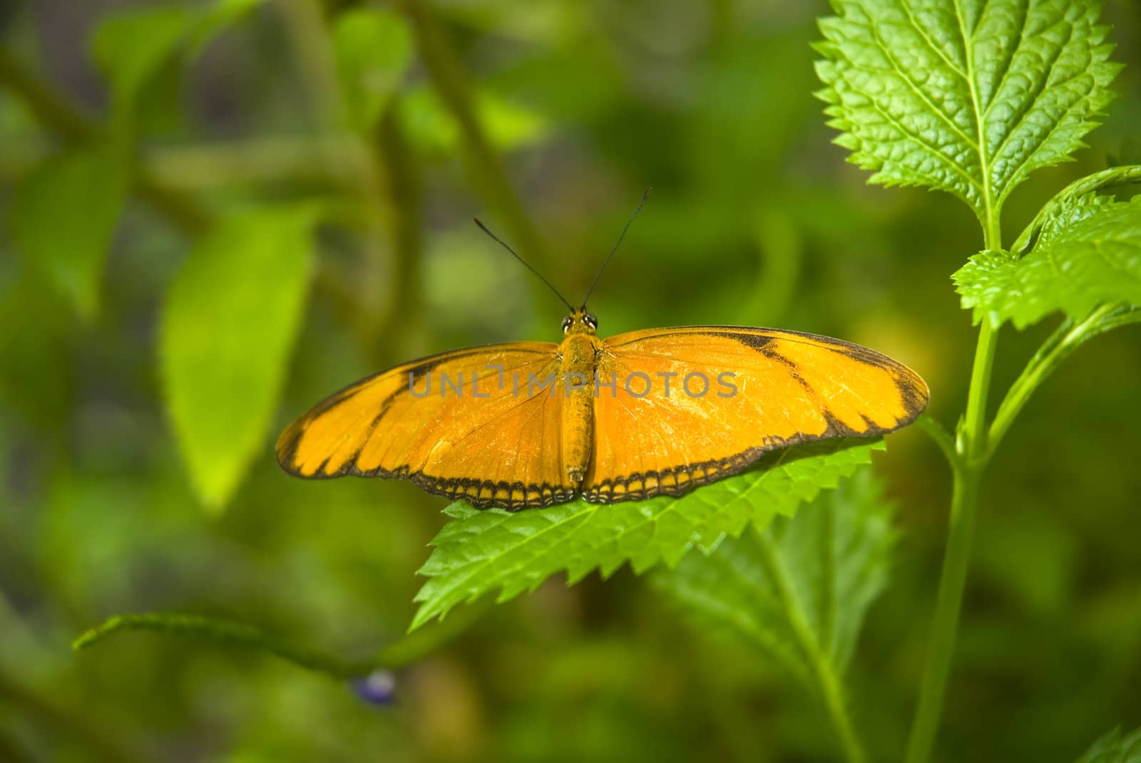 Orange butterfly on a leaf with a green background