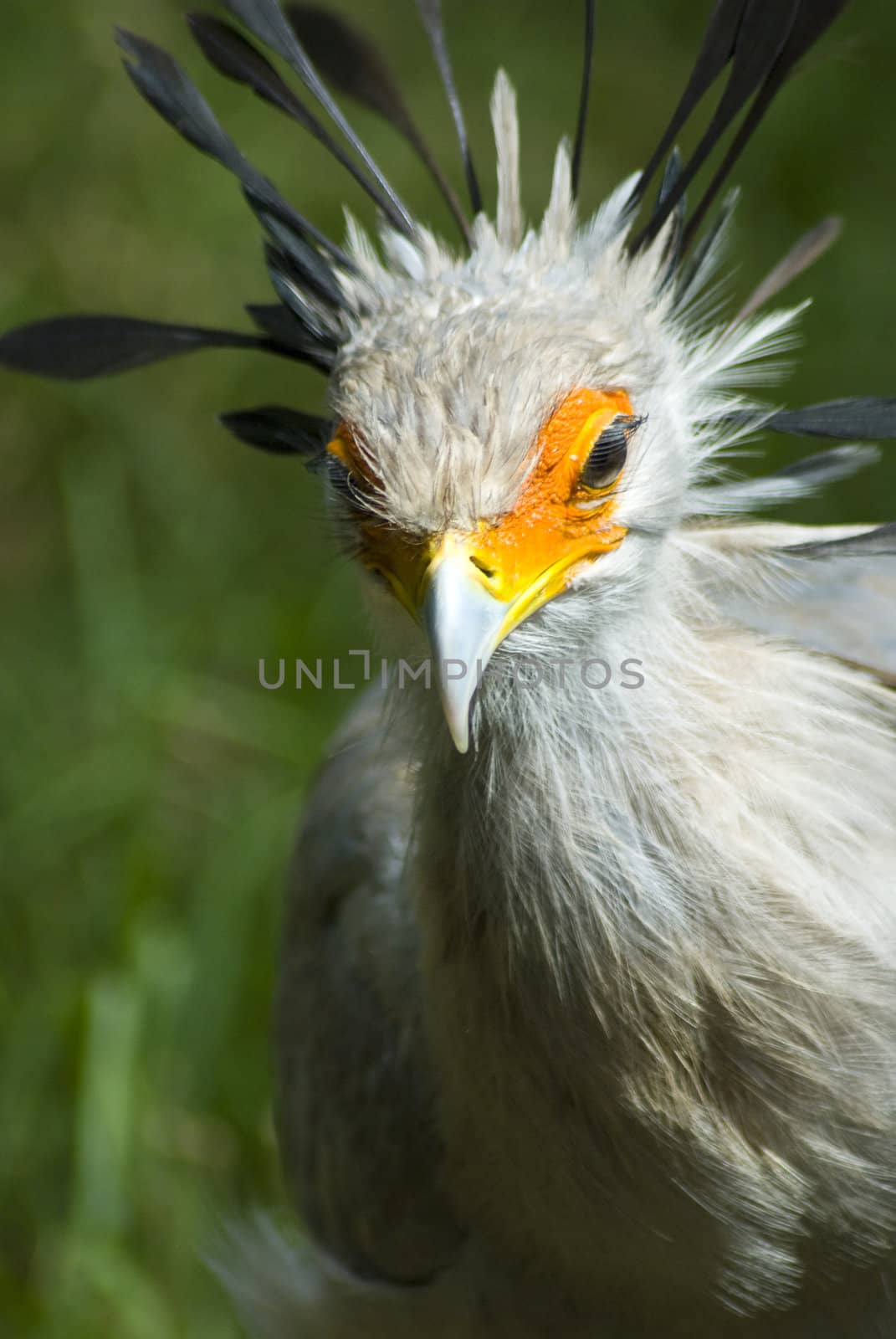 White bird with orange around its eyes and exotic feathers around its head