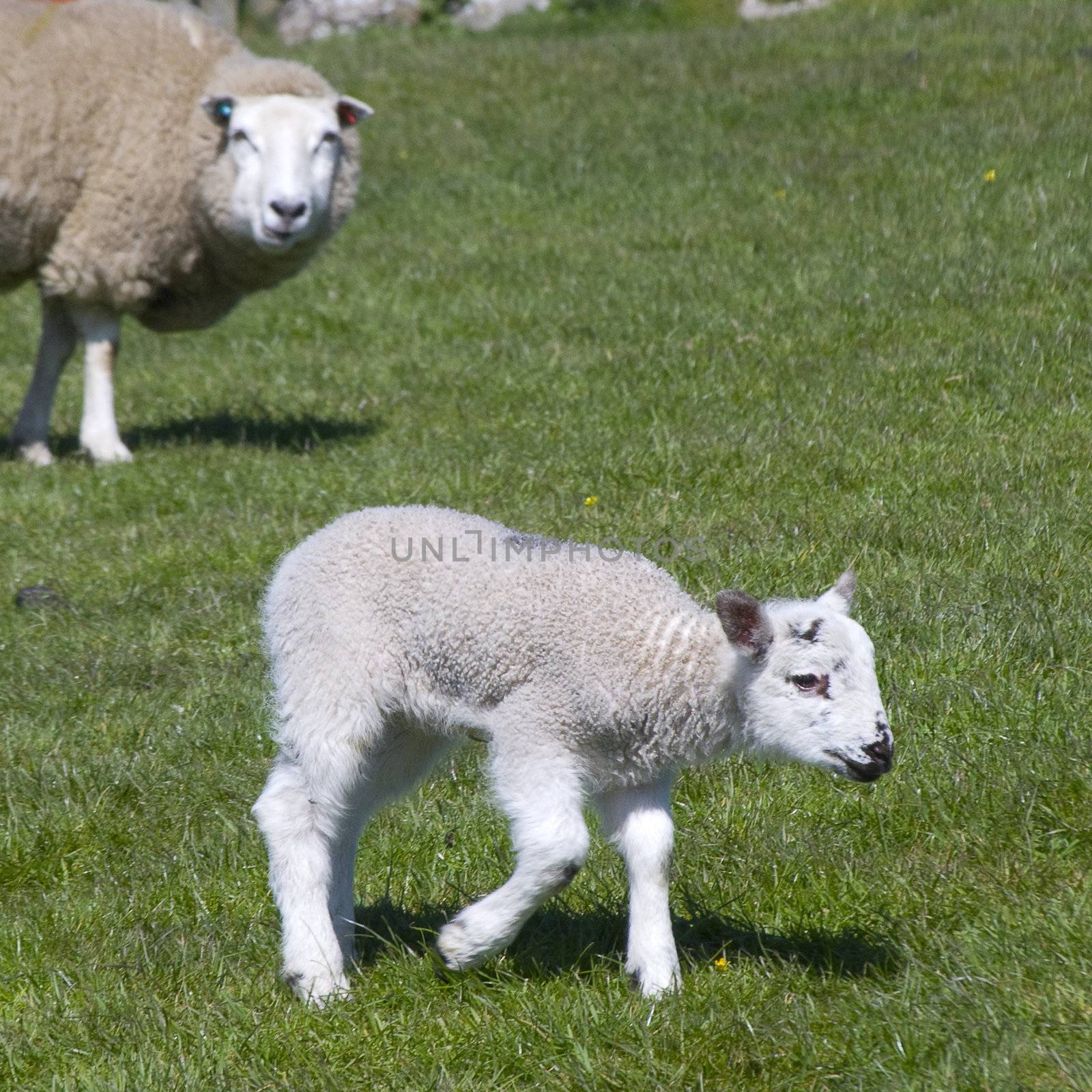 New born lamb being watched by cautious mother