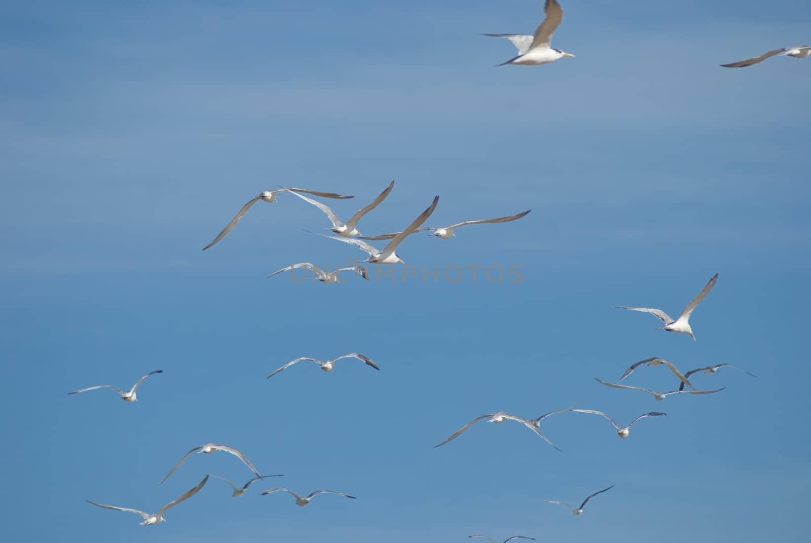 Flock of white seagulls flying away with blue skies in the background