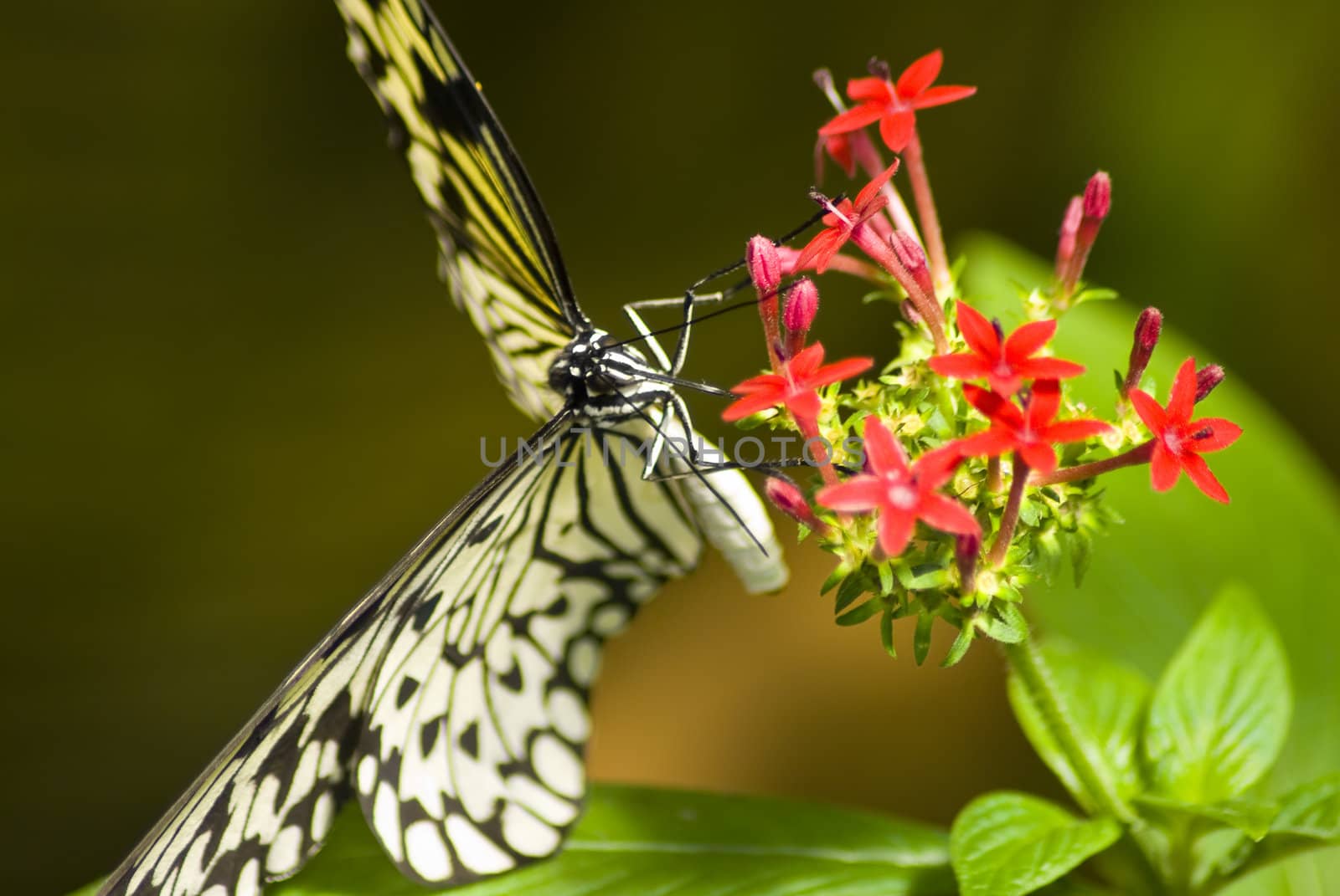 Close up of a black and white butterfly on a plant with a green bakcground