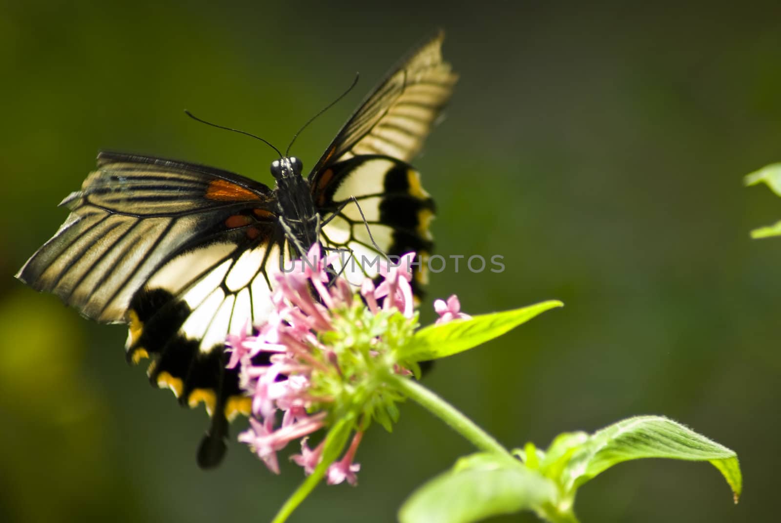 Close up of a black and white butterfly on a plant with a green bakcground