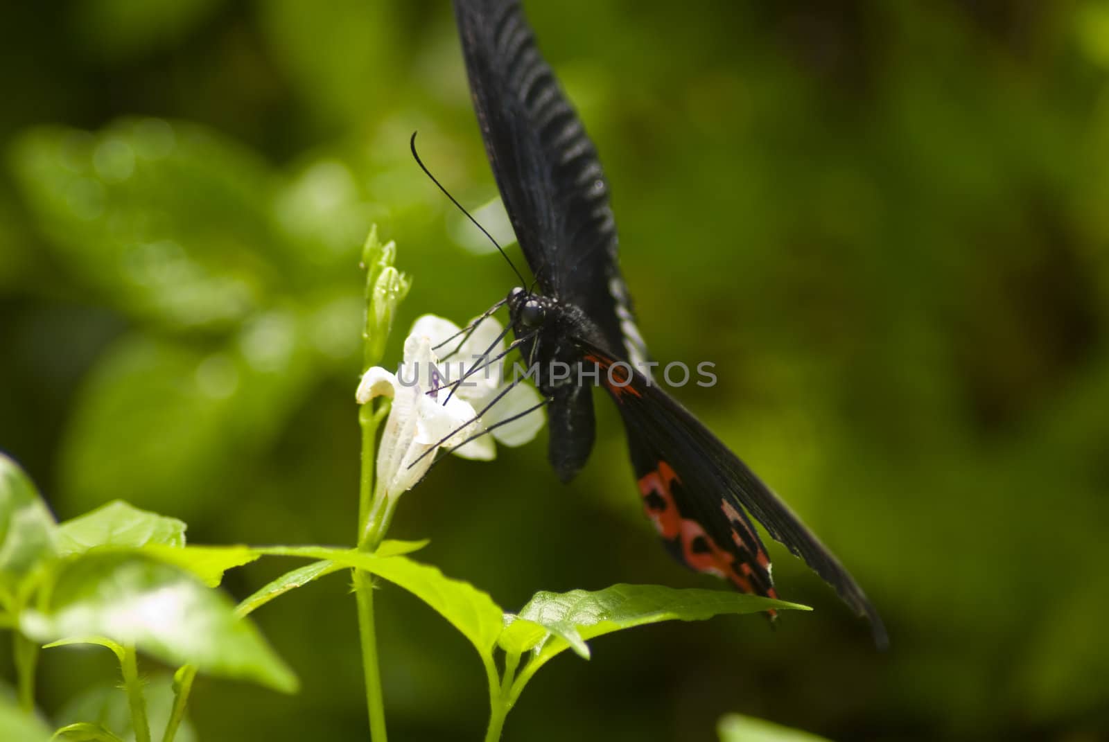Black and red butterfly sitting on a white flower with a green background