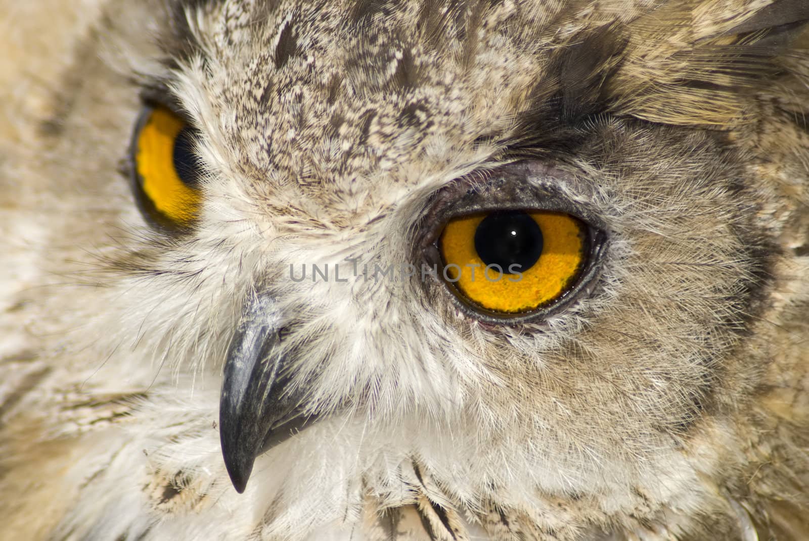 Close up of a brown owl with big intense orange eyes