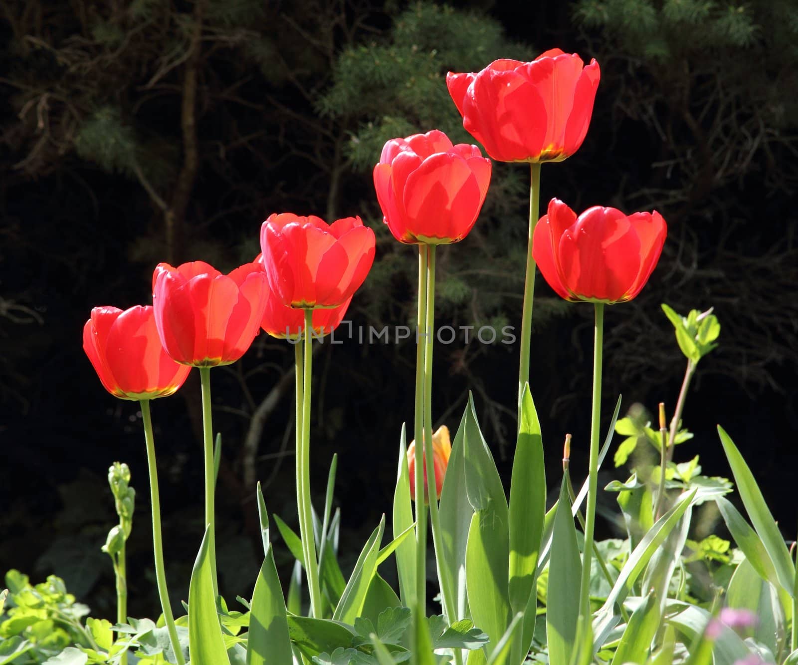A bouquet of tulips in the sun.