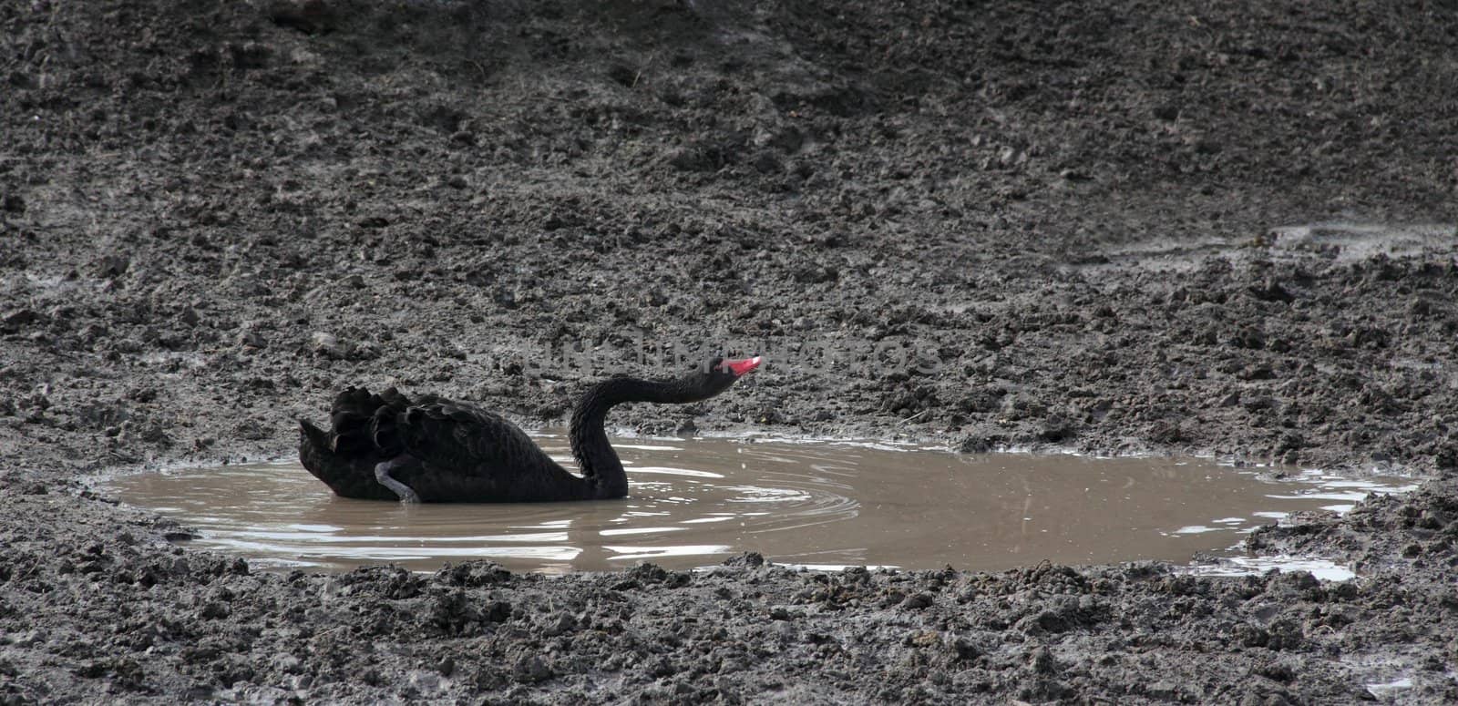 A black swan swims in a pond.