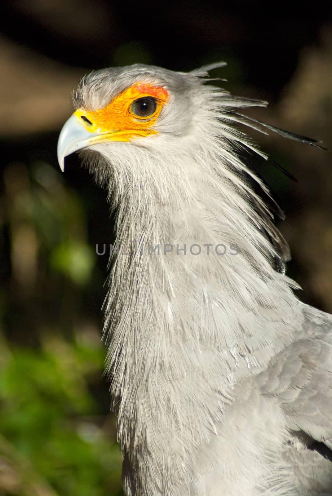 White bird with orange around its eyes and exotic feathers around its head
