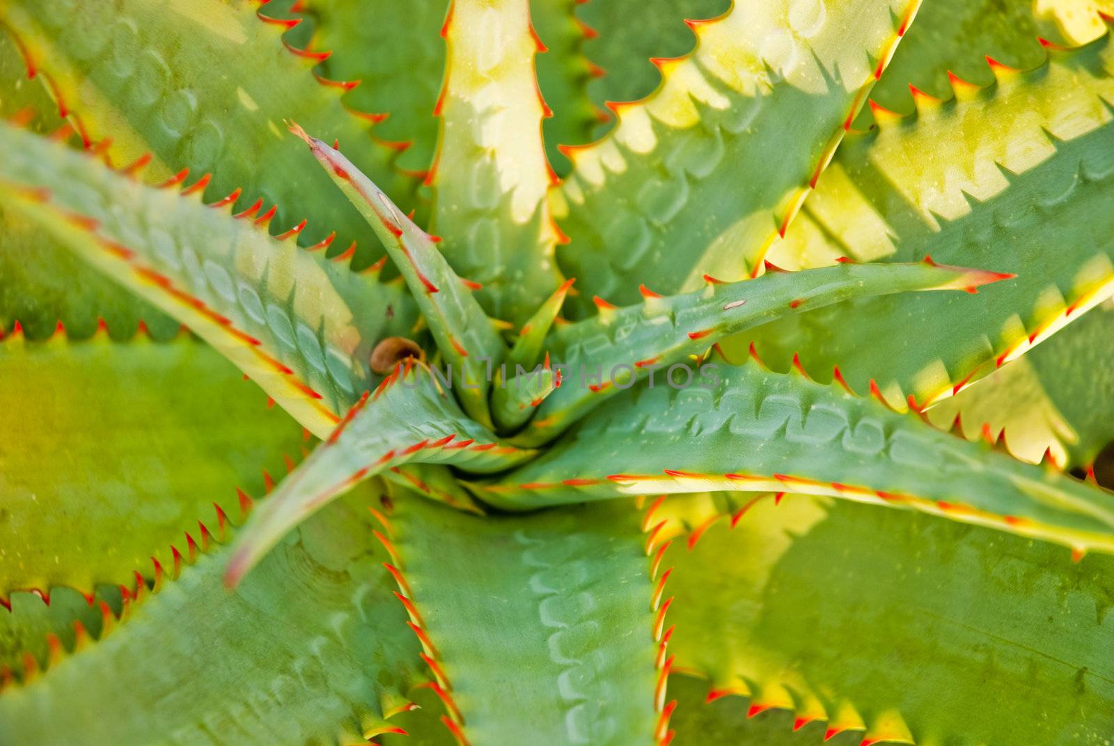 Aloe leaves with orange thorns by HeinSchlebusch