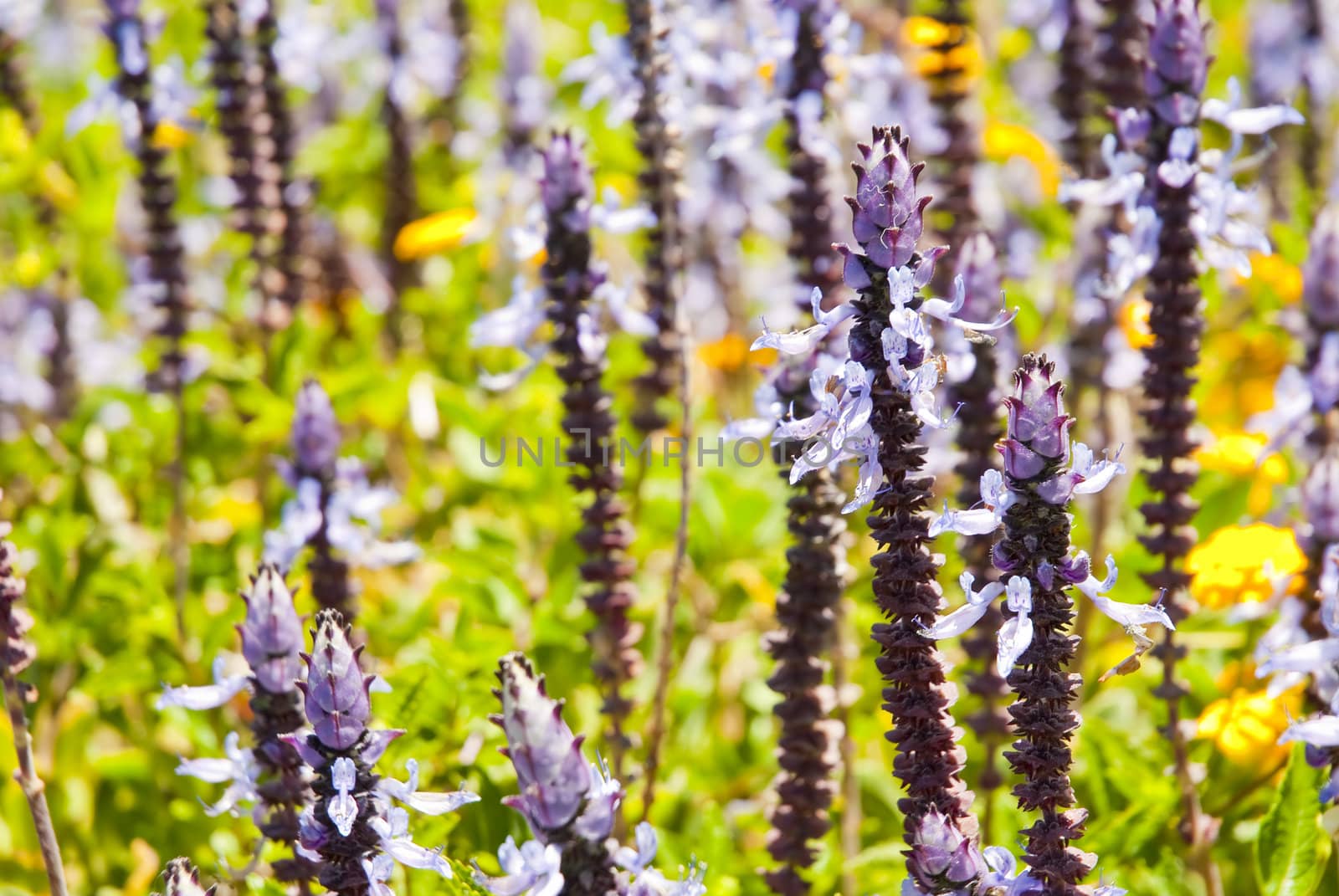 Purple lavender flowers growing wildly in a field with green plants surrounding them