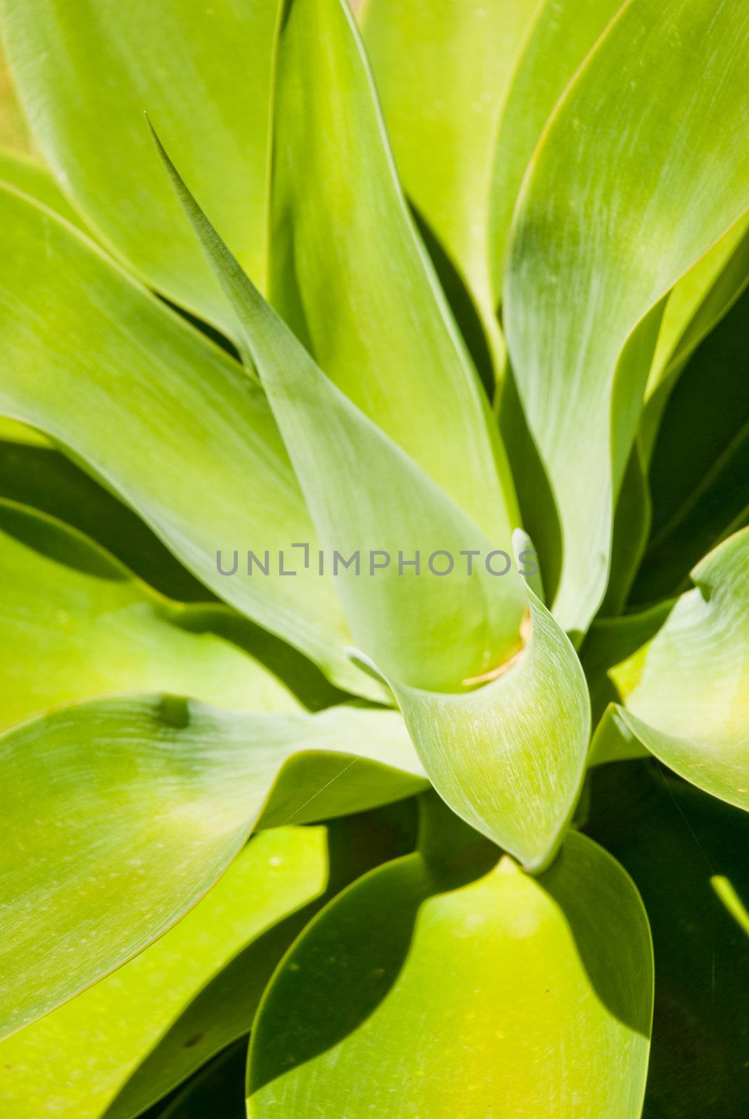 Green thin, pointy leaves from a plant in the sun