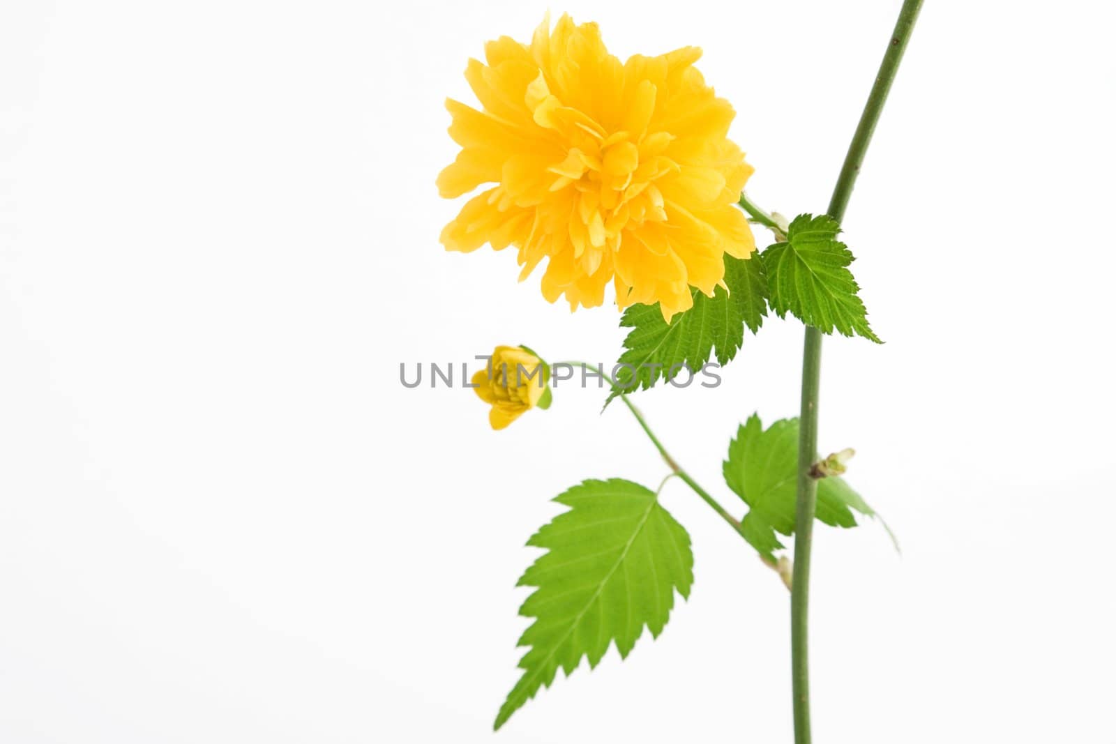 a branch of yellow flower on white background