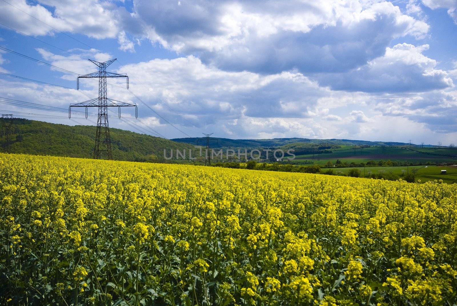 Rape flowers on yellow field