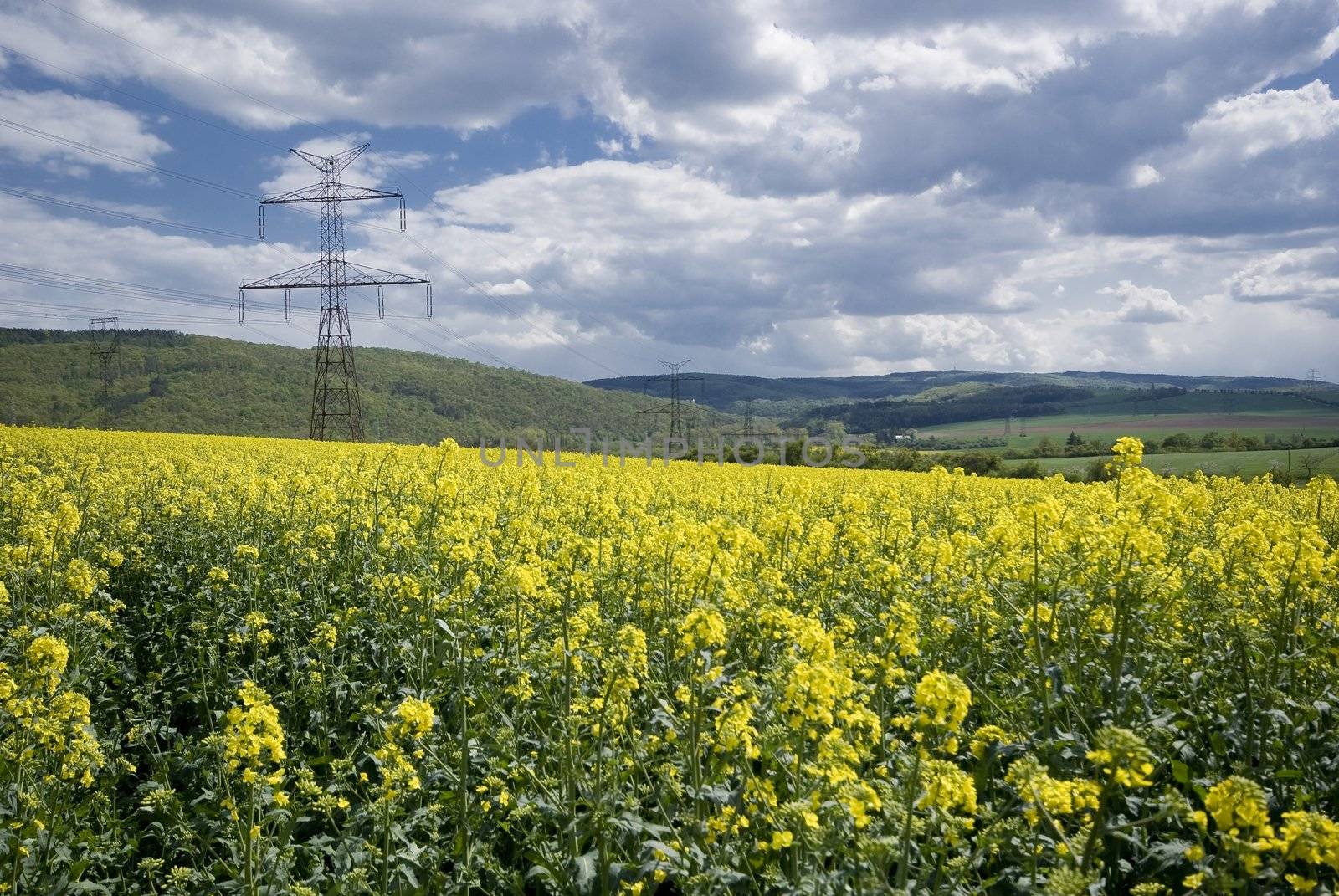 Rape flowers on yellow field