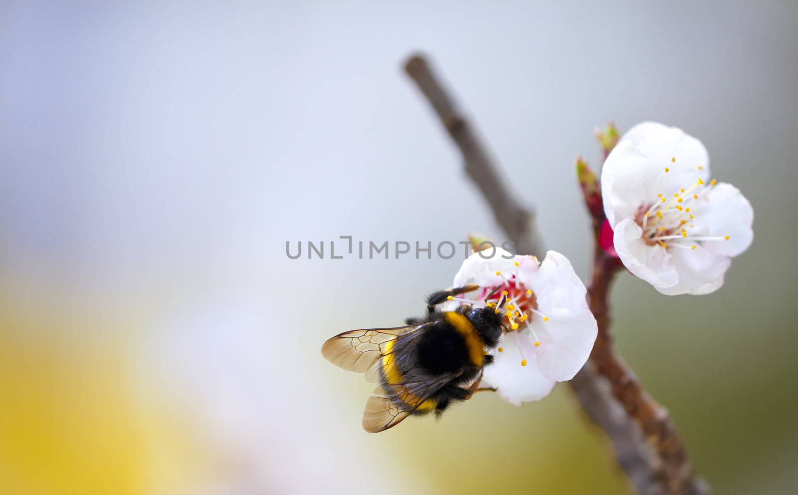 bee by magann