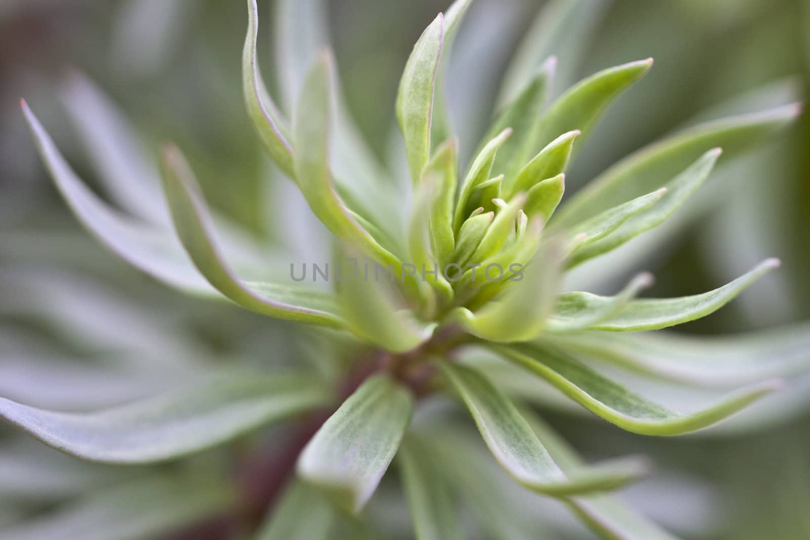 green plant by magann
