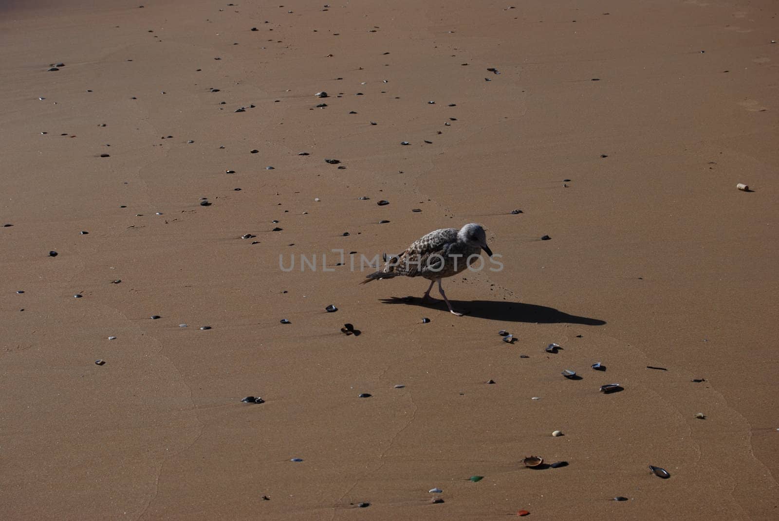 Seagull walking around on a beach with shells