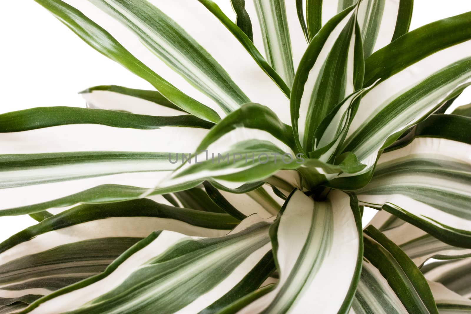 Macro view of striped succulent leaves over white background