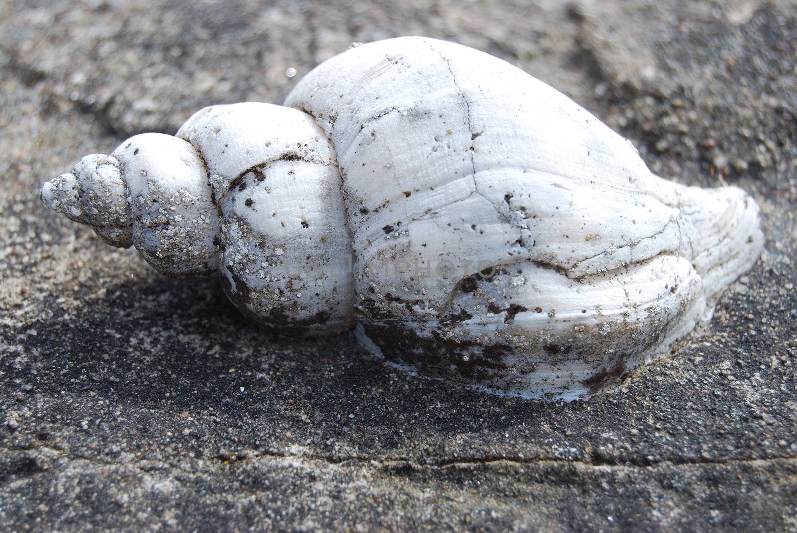 closeup of a shell fastened on cement