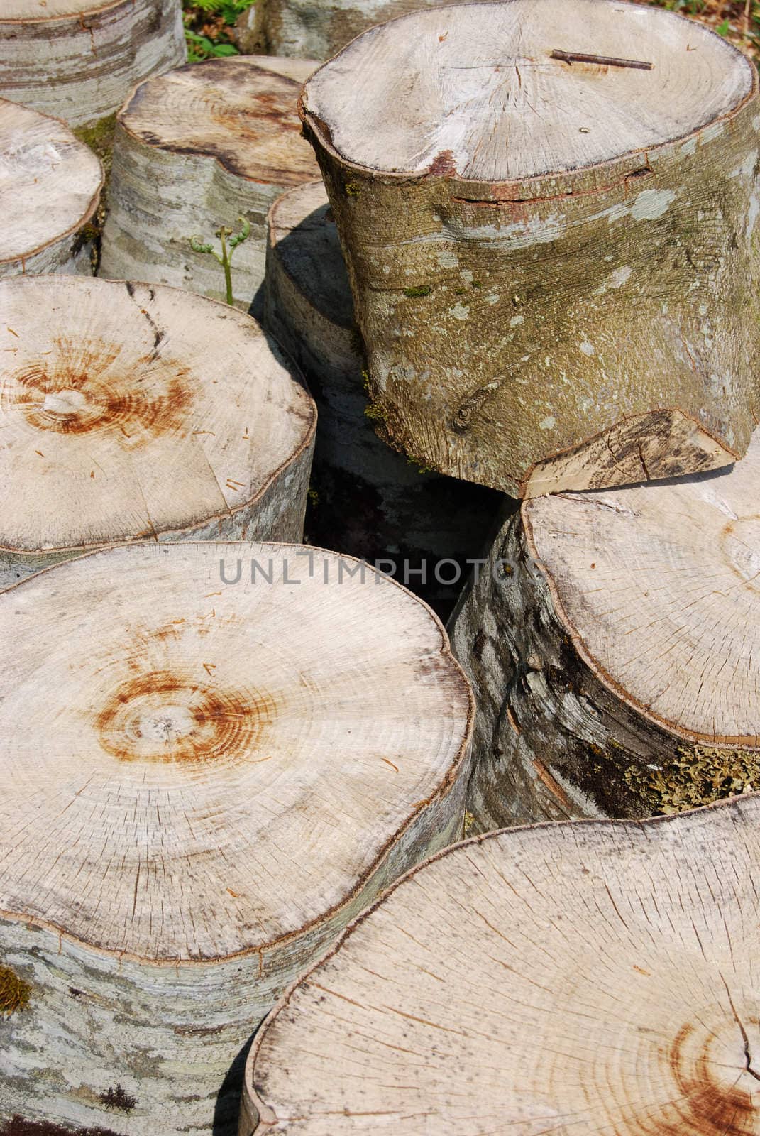 staples of logs of freshly cut trees