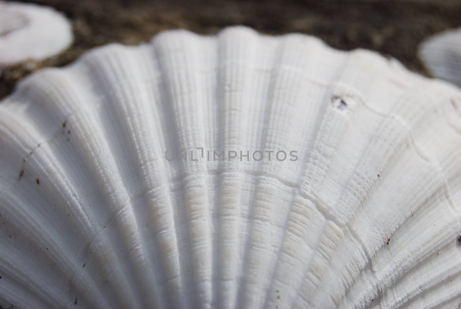 closeup of a shells fastened on cement