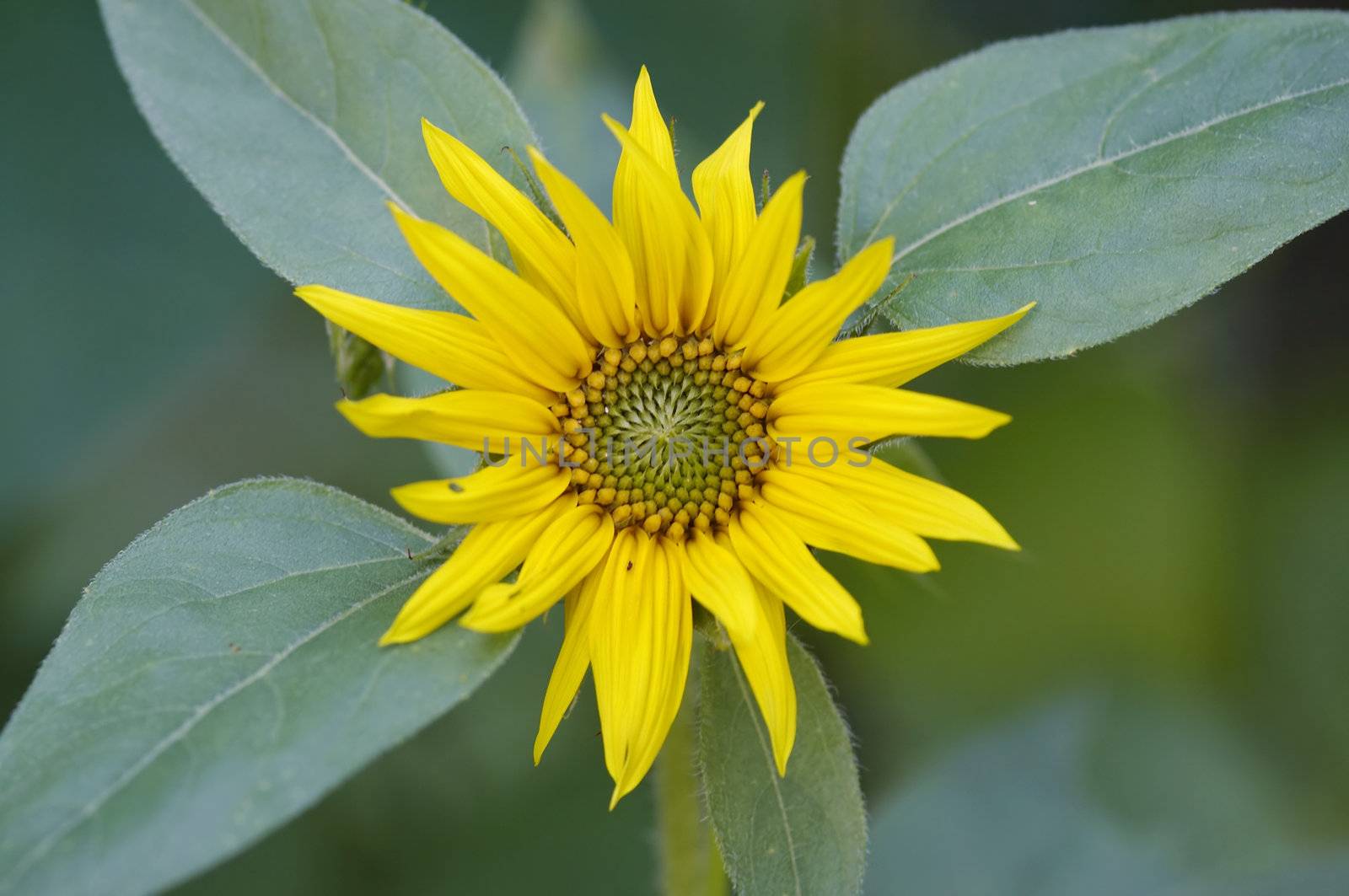 Detail of the bloom of sunflower