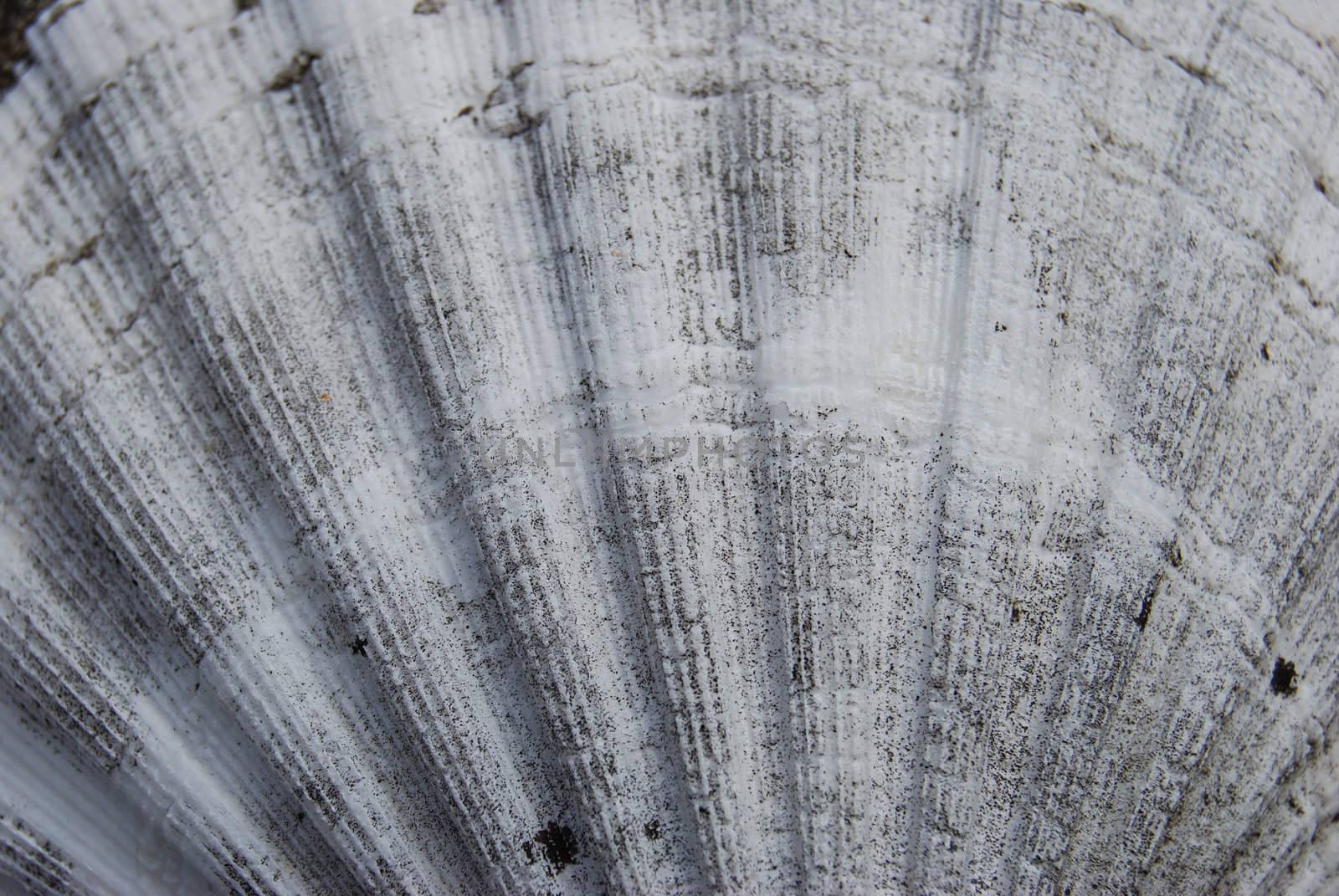 closeup of a shell fastened on cement