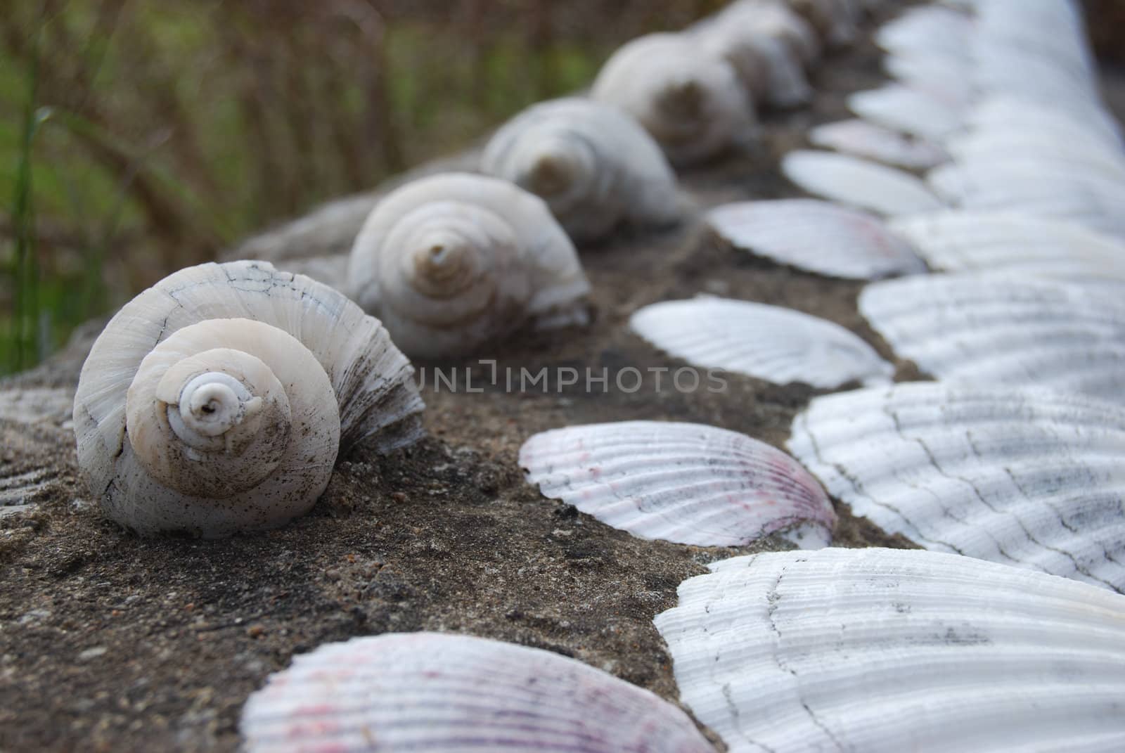 closeup of lots of shells fastened on cement