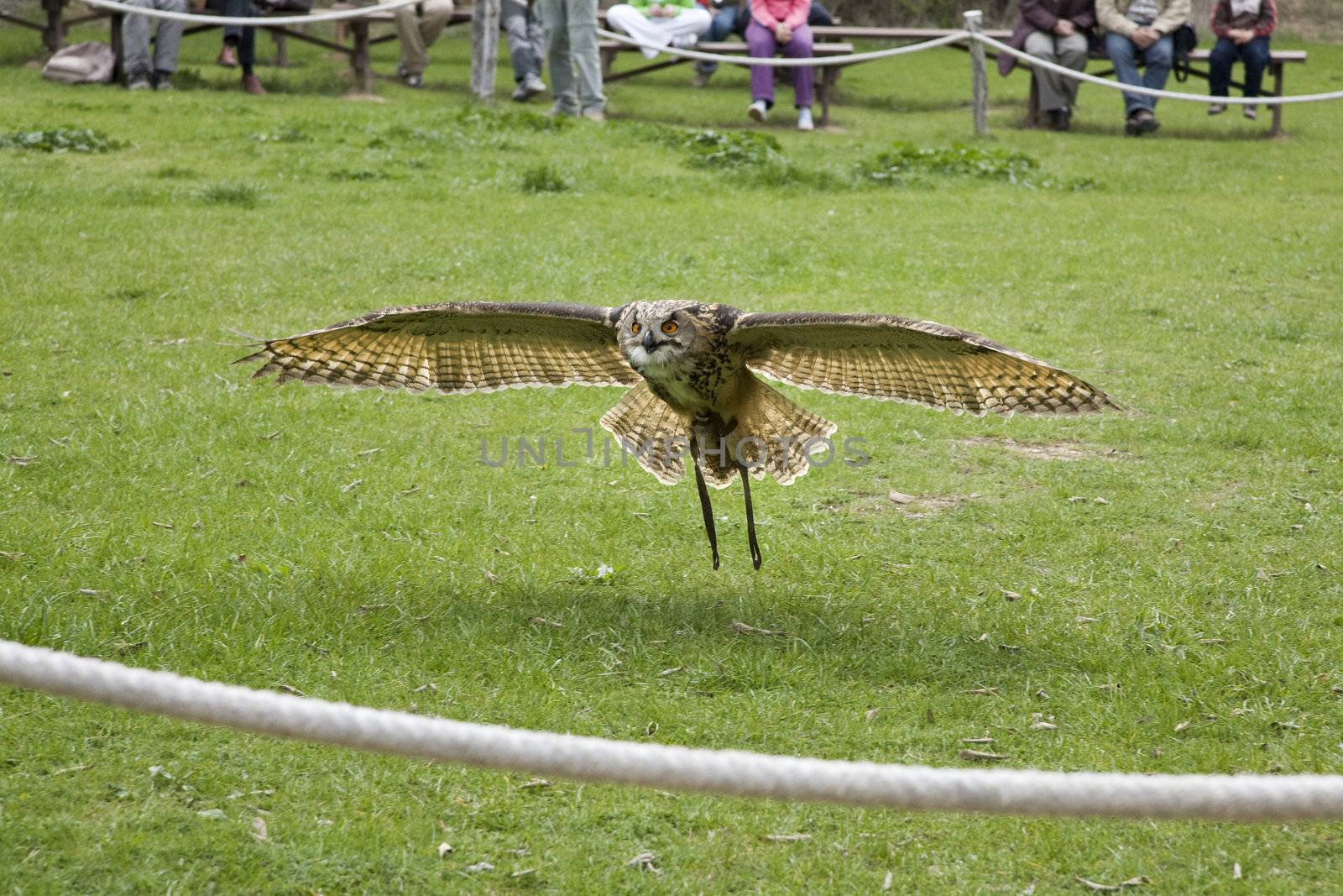 barn owl flying over the grass in spain